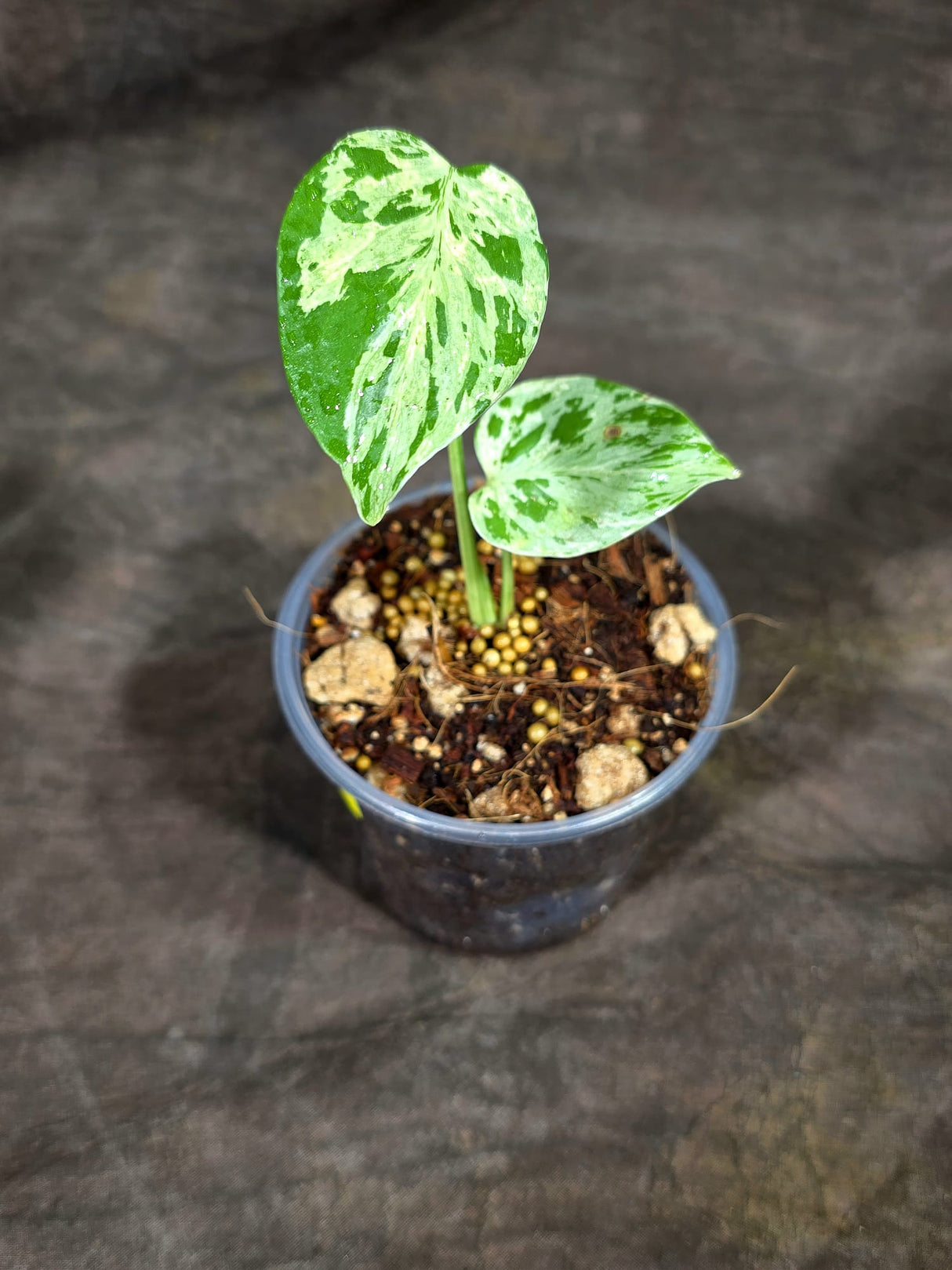 Monstera “Bulbasaur” Variegated - Exact Plant - (Aug-25-1)