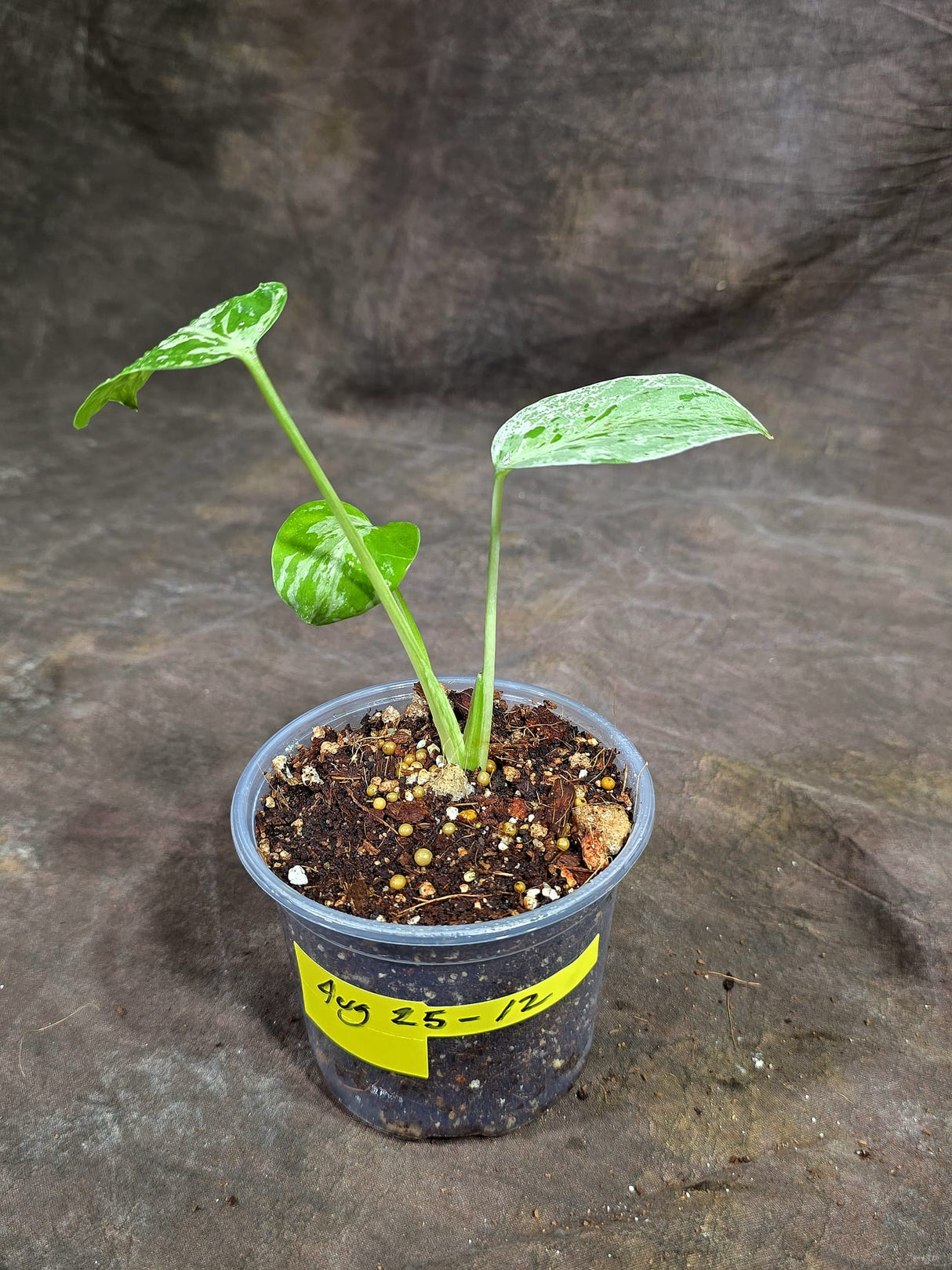 Monstera “Bulbasaur” Variegated - Exact Plant - (Aug-25-12)