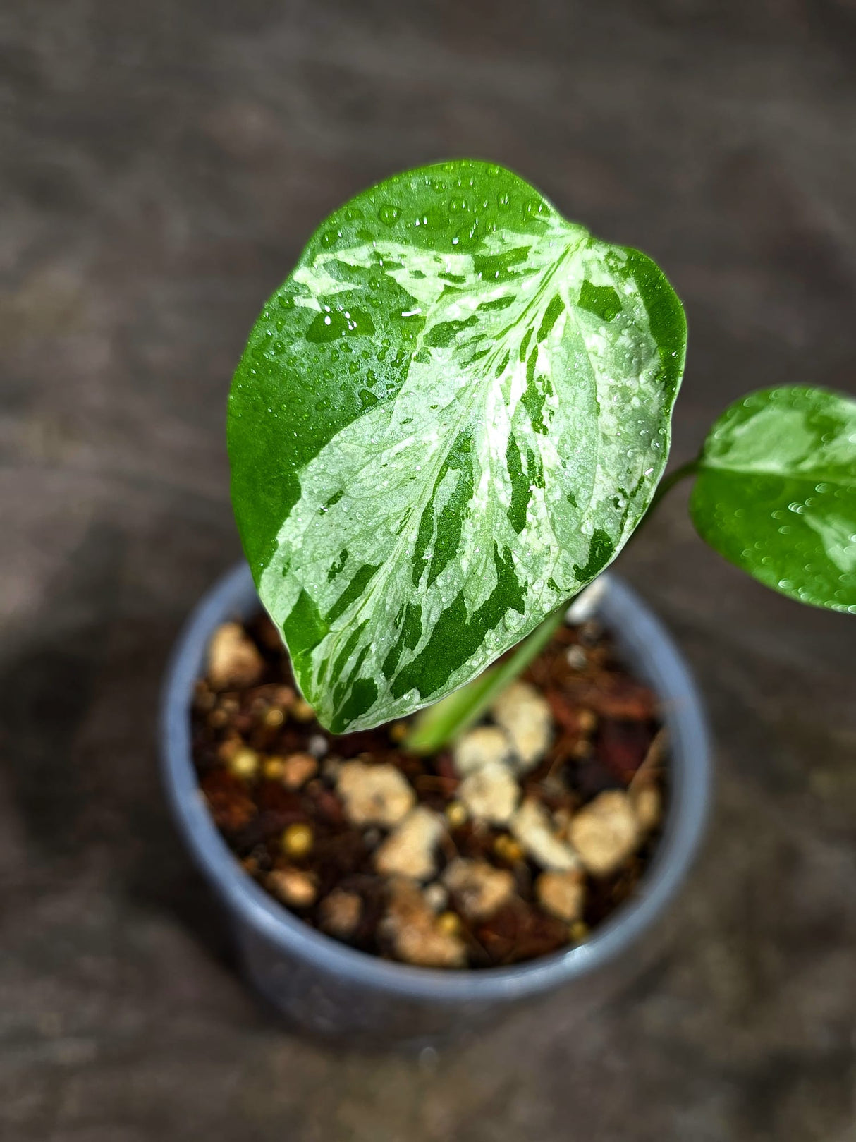 Monstera “Bulbasaur” Variegated - Exact Plant - (Aug-25-2)
