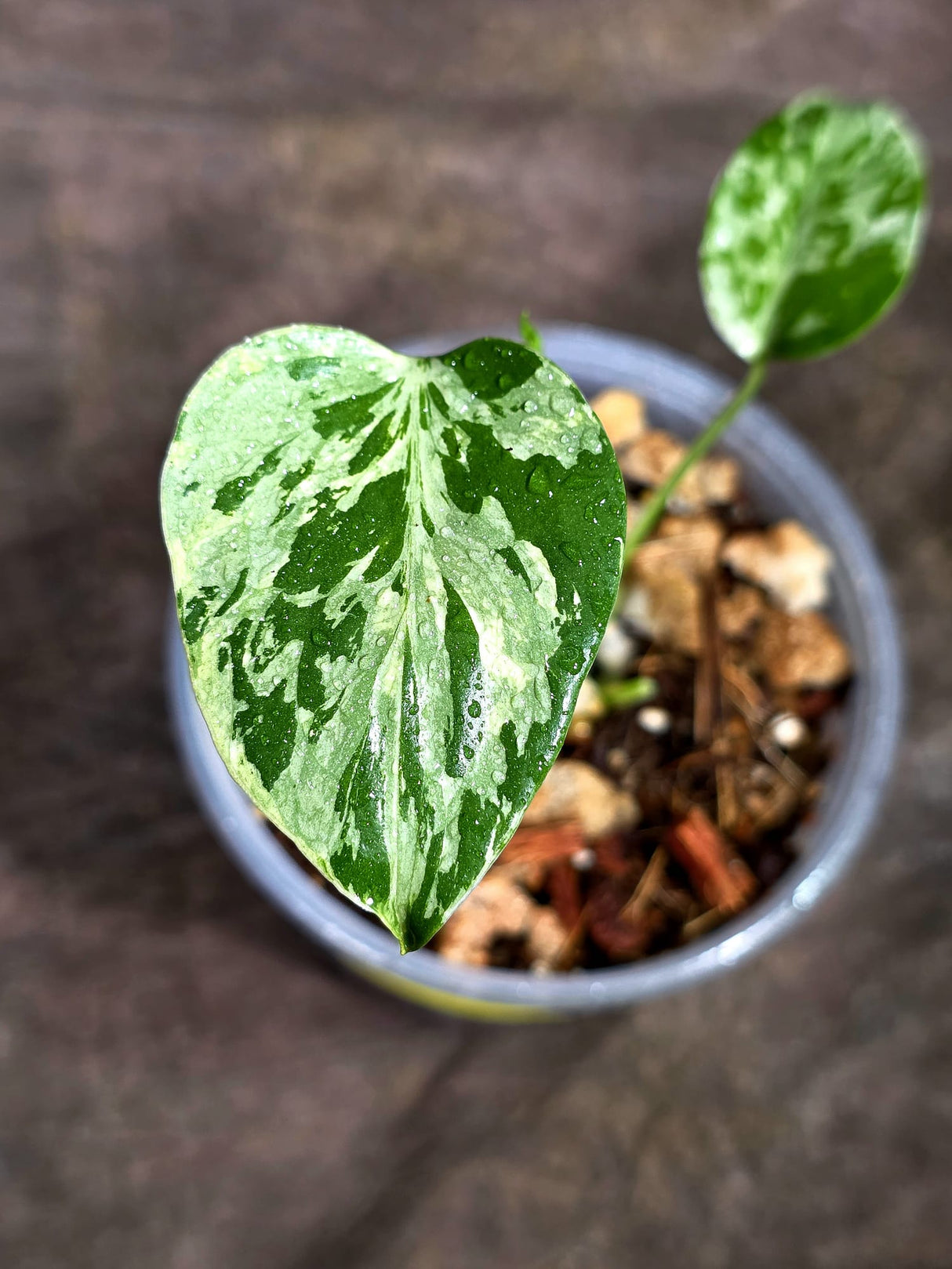 Monstera “Bulbasaur” Variegated - Exact Plant - (Aug-25-3)