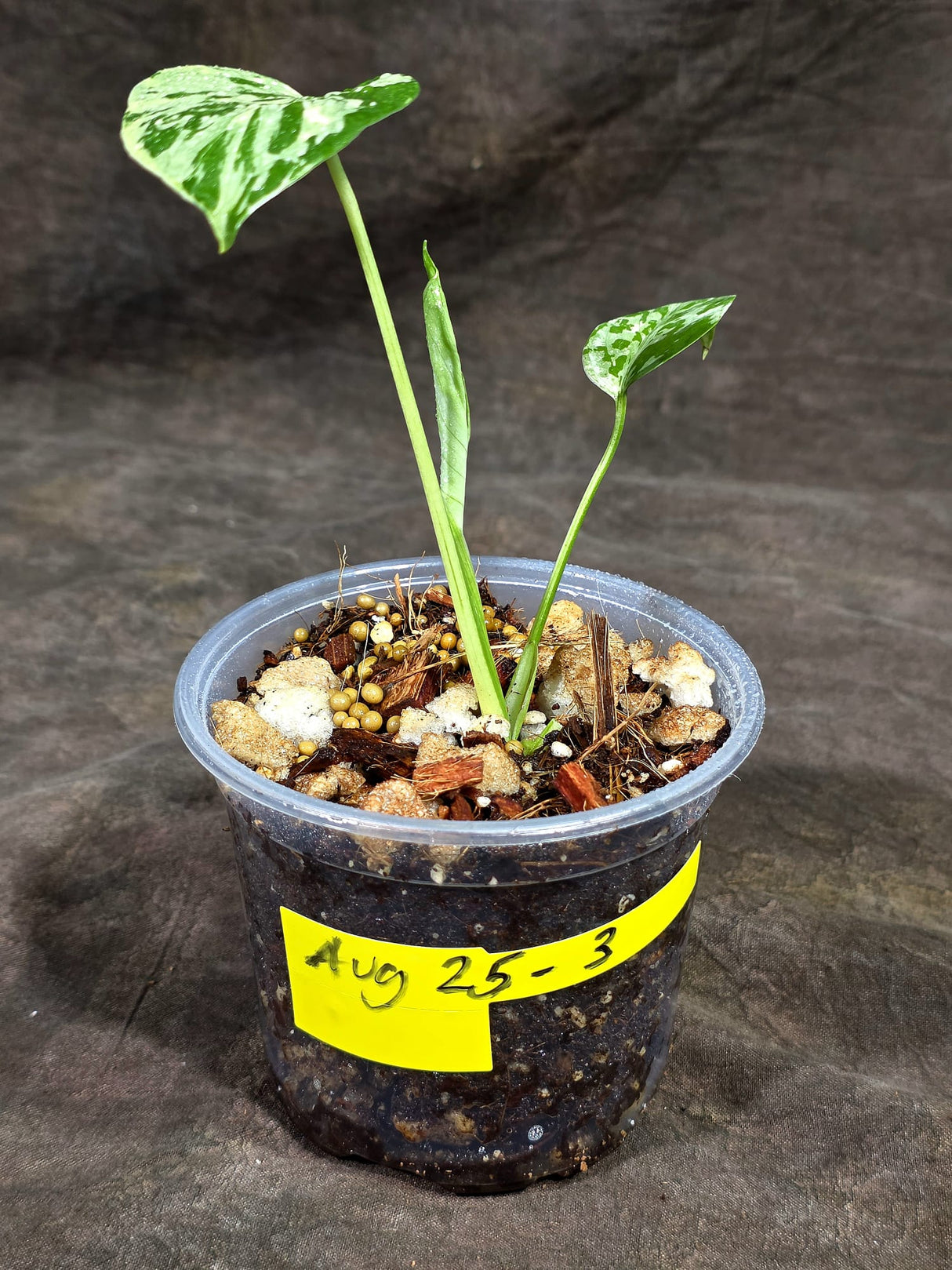 Monstera “Bulbasaur” Variegated - Exact Plant - (Aug-25-3)