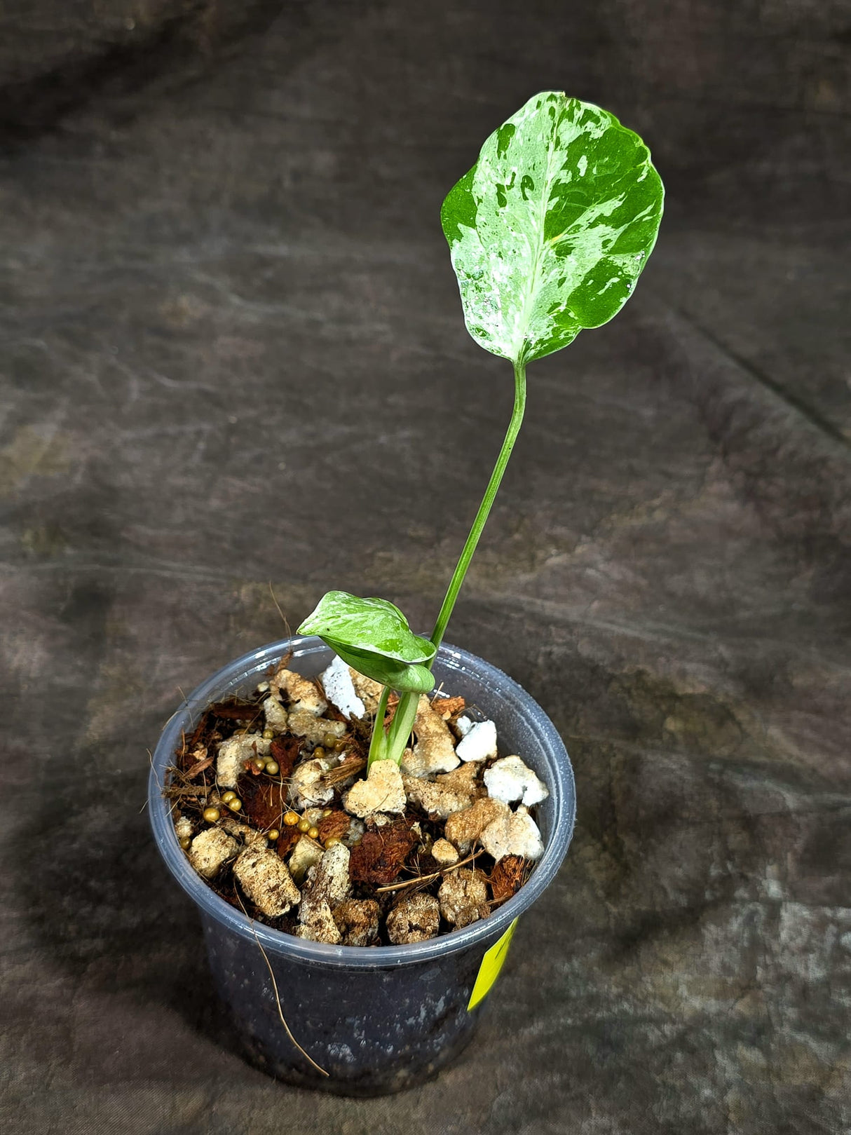 Monstera “Bulbasaur” Variegated - Exact Plant - (Aug-25-4)