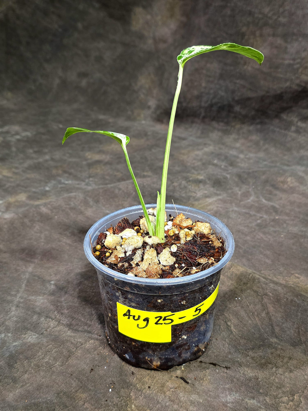 Monstera “Bulbasaur” Variegated - Exact Plant - (Aug-25-5)
