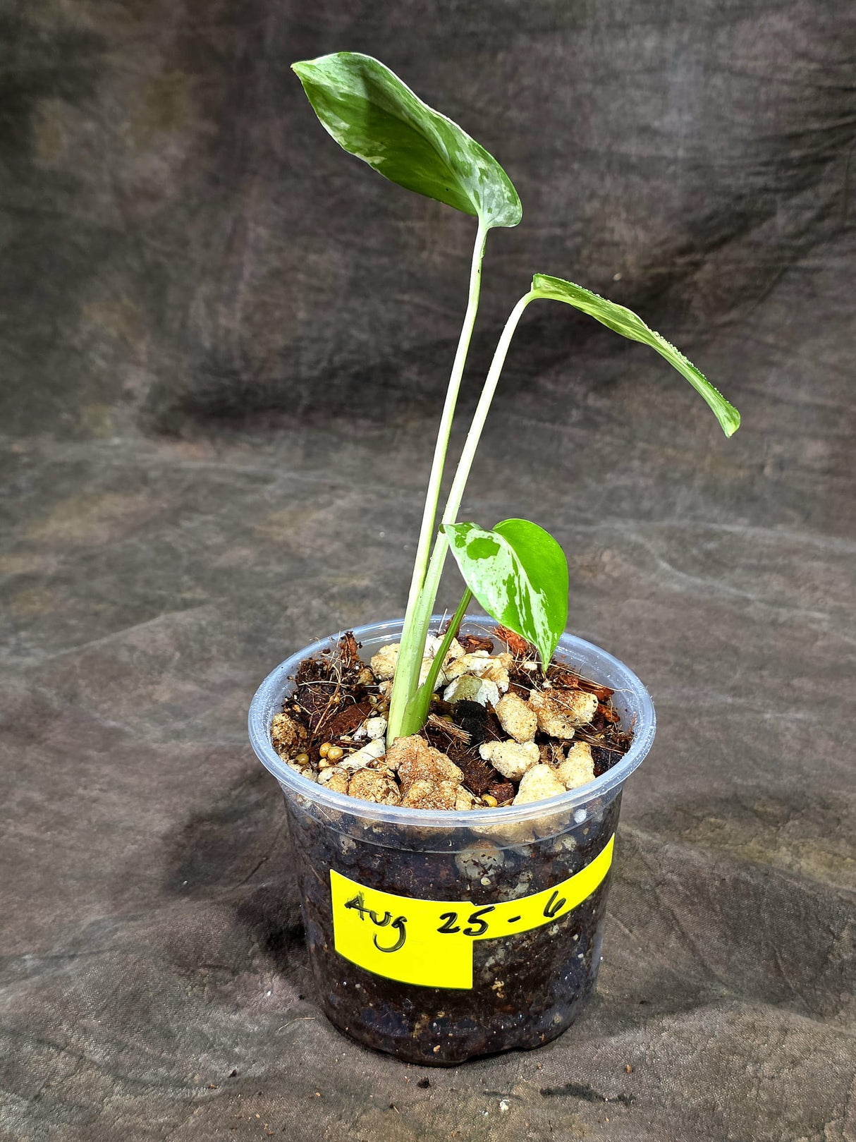Monstera “Bulbasaur” Variegated - Exact Plant - (Aug-25-6)