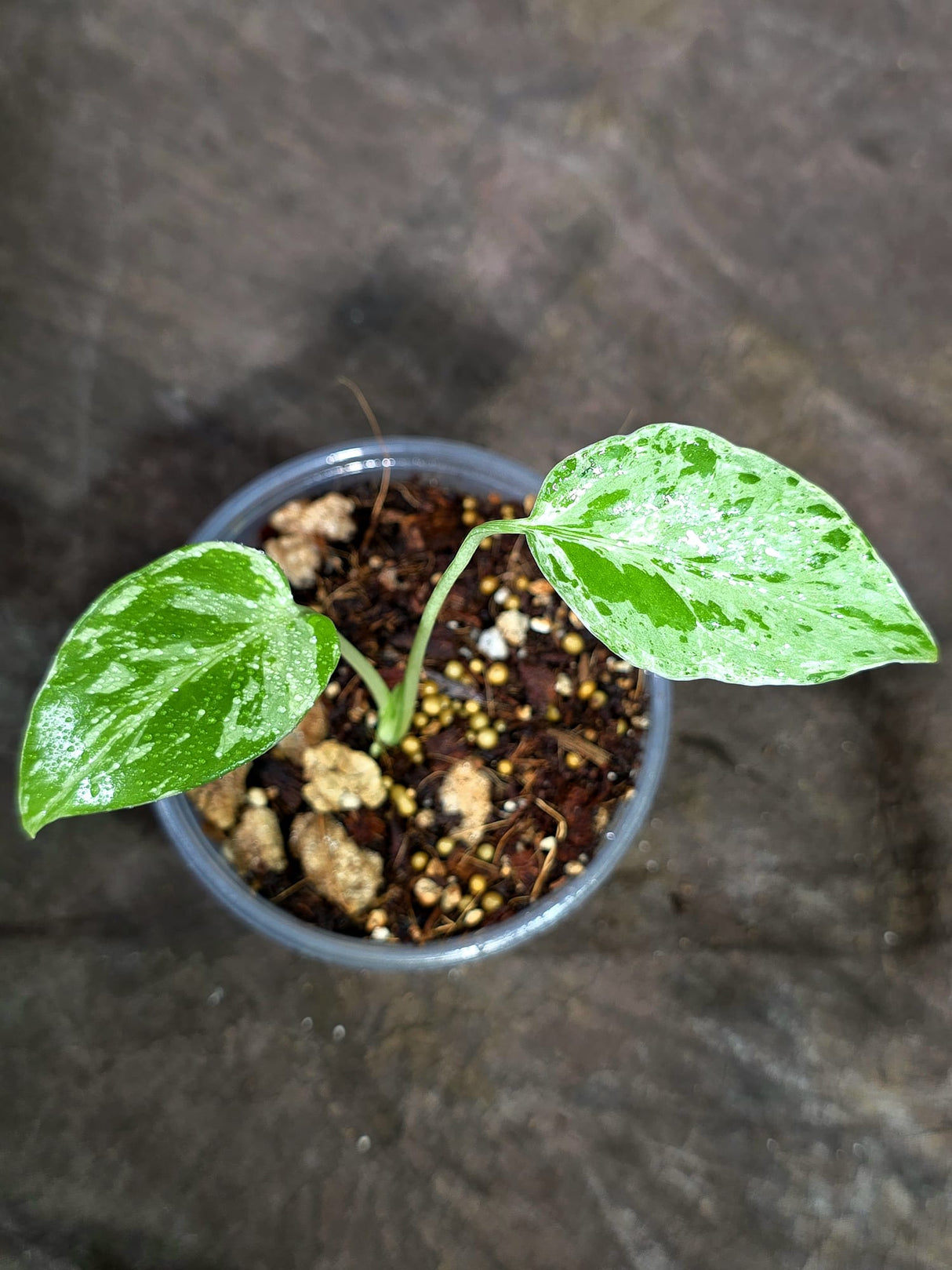 Monstera “Bulbasaur” Variegated - Exact Plant - (Aug-25-10)