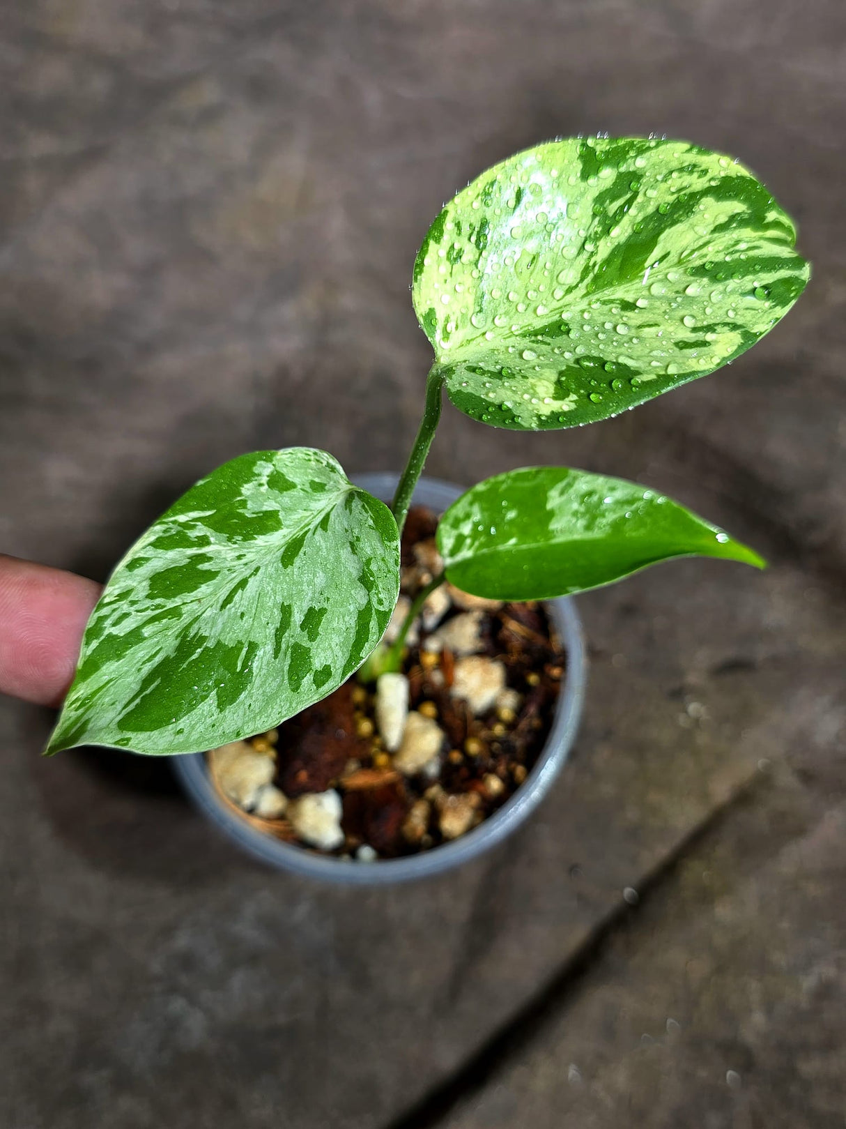 Monstera “Bulbasaur” Variegated - Exact Plant - (Aug-25-9)