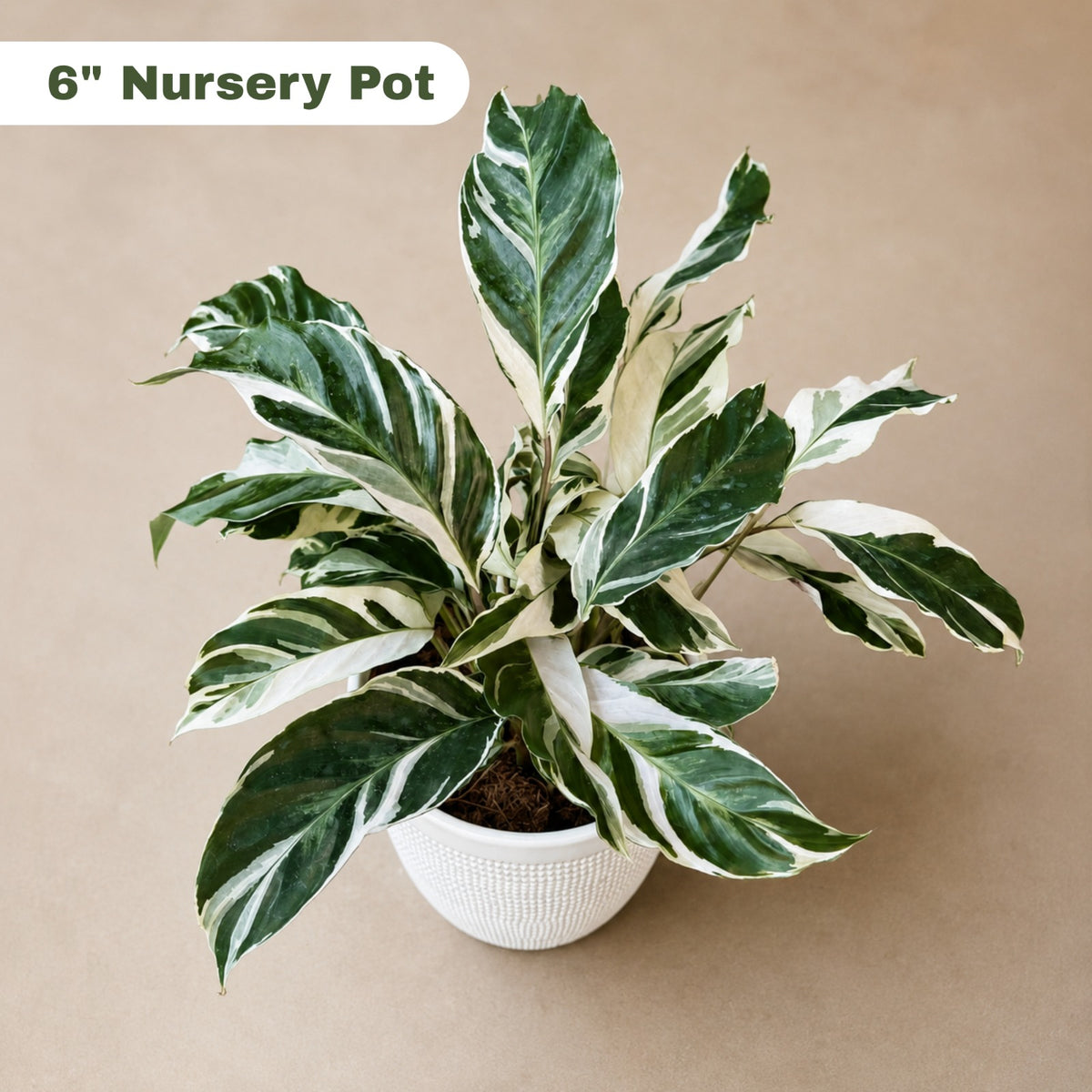Calathea Fusion White in Grow Pot - Low Maintenance Best Indoor Plant - Variegated White Plant - Office Gift PlantΒ withΒ Pot -