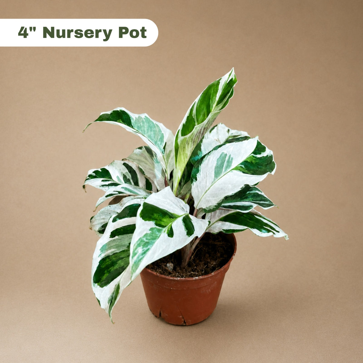 Calathea Fusion White in Grow Pot - Low Maintenance Best Indoor Plant - Variegated White Plant - Office Gift PlantΒ withΒ Pot -