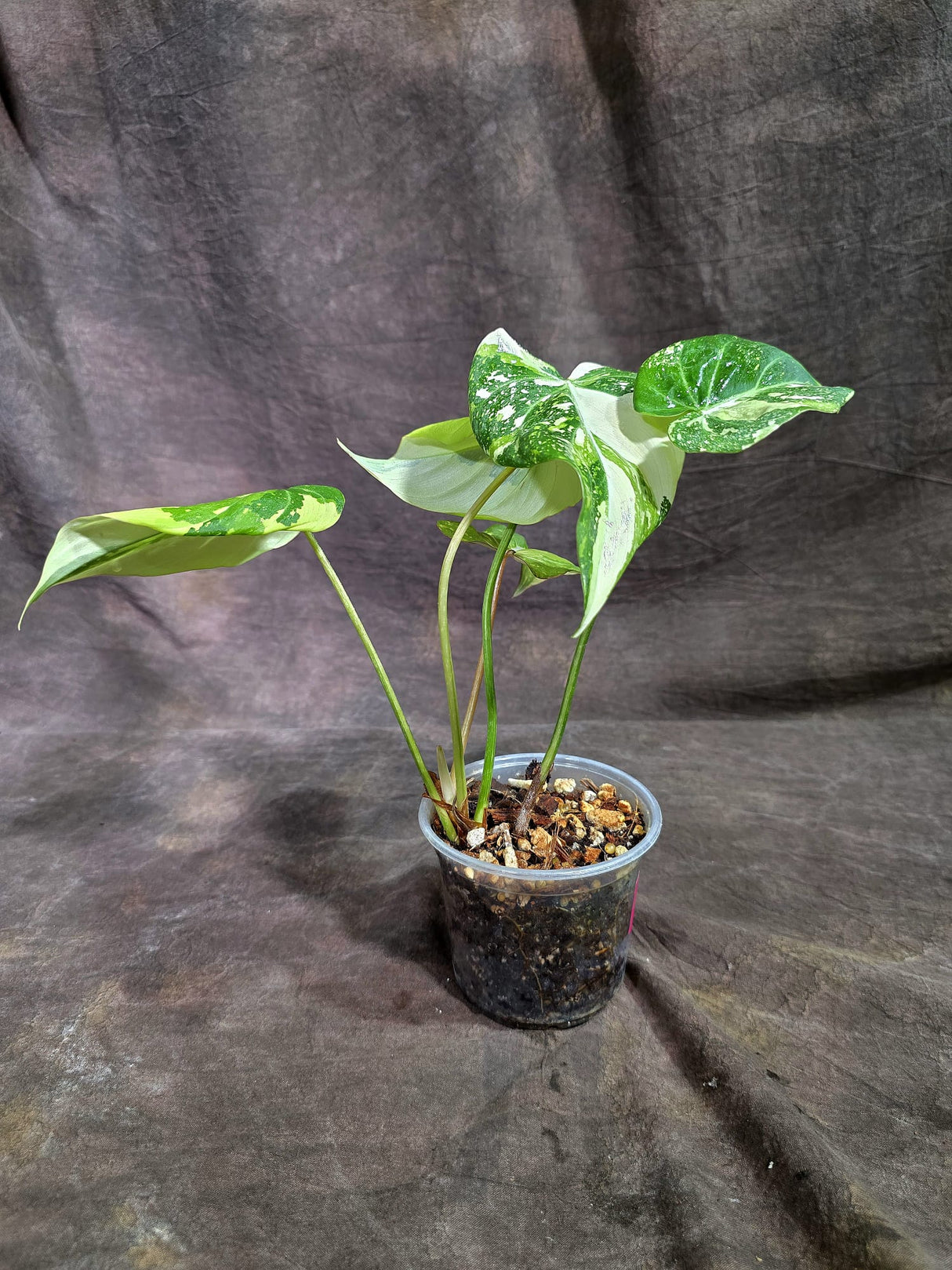 Philodendron Gloriosum Tricolor Variegated (Sep-2-1)