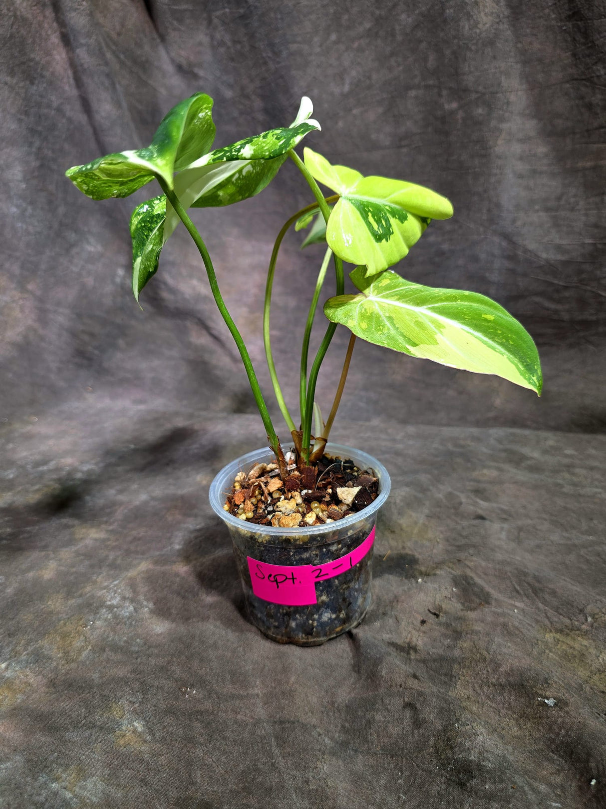 Philodendron Gloriosum Tricolor Variegated (Sep-2-1)