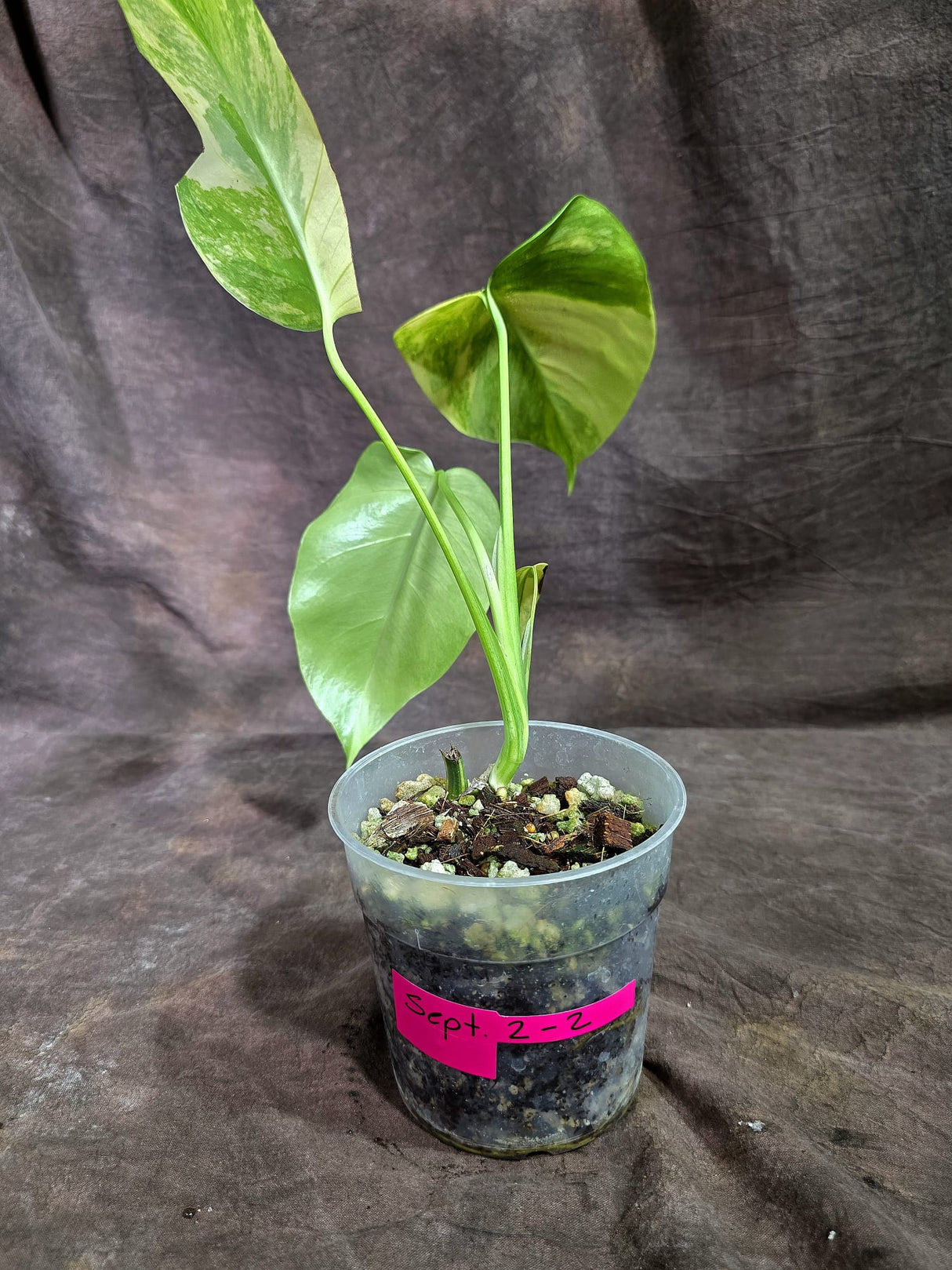 Monstera Aurea Variegated Borsigiana - Monstera Aurea - (Sep-2-2)