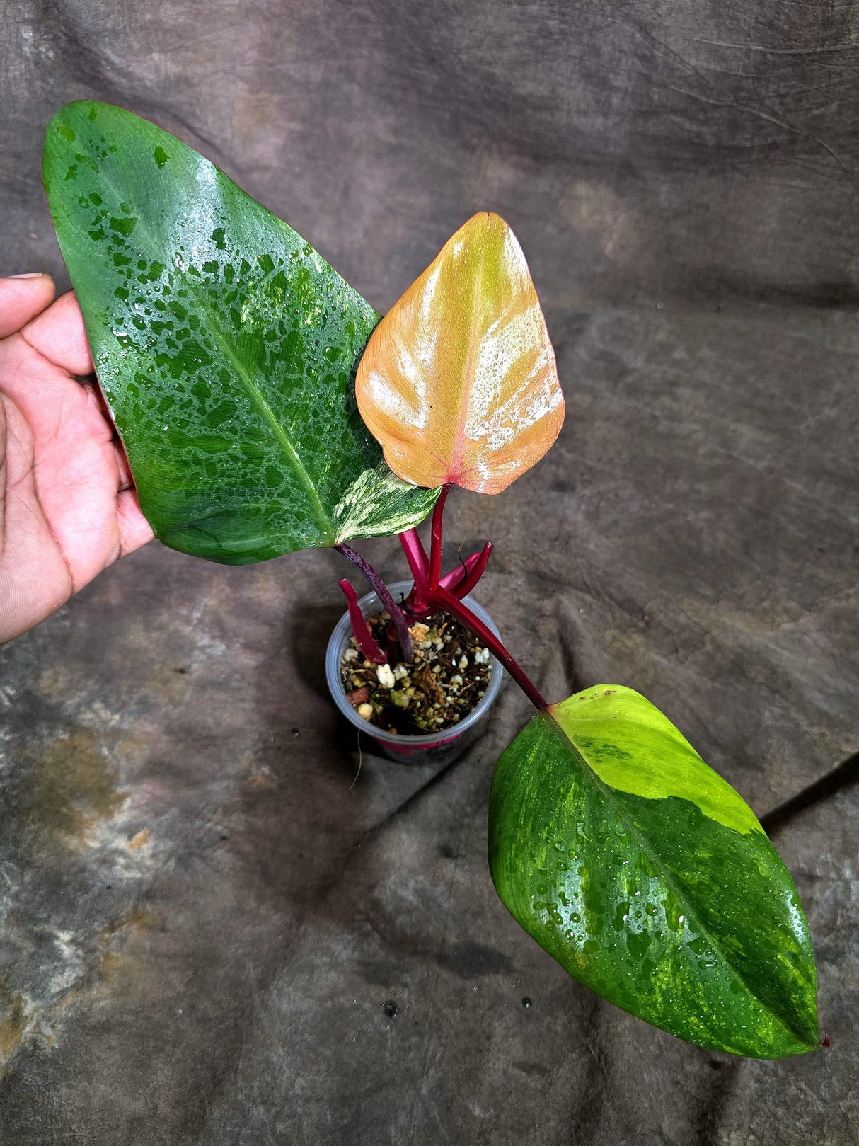 Rare Philodendron Strawberry Shake Variegated (Sep-2-4)