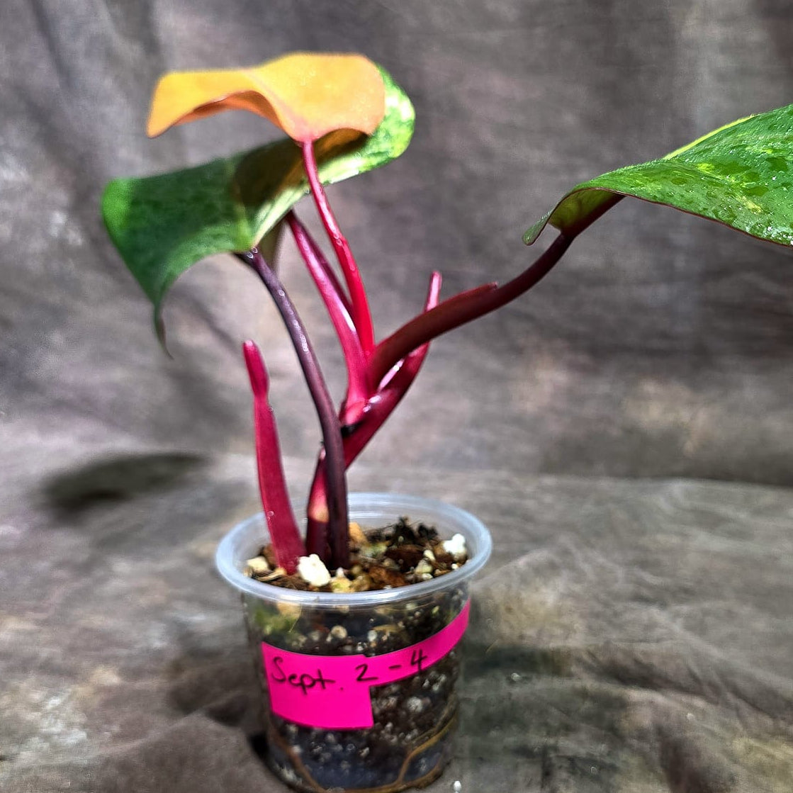 Rare Philodendron Strawberry Shake Variegated (Sep-2-4)