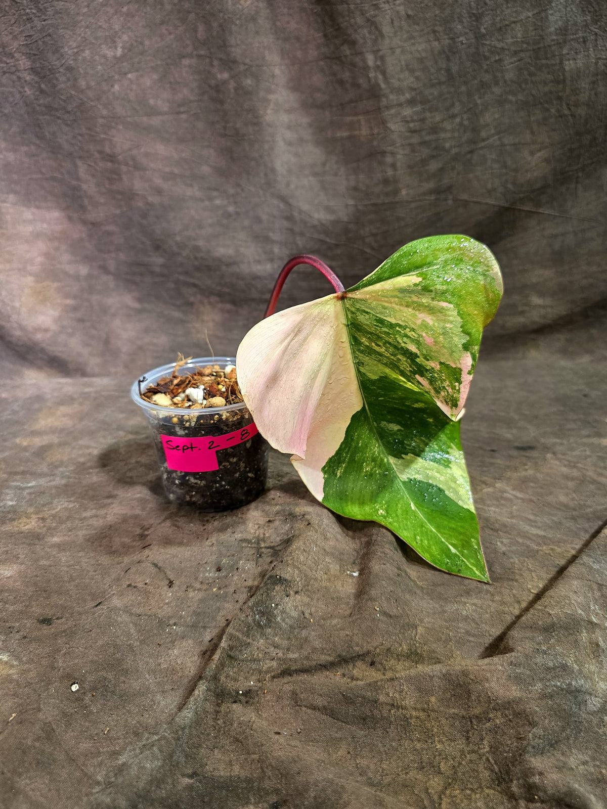 Rare Philodendron Strawberry Shake Variegated (Sep-2-8)