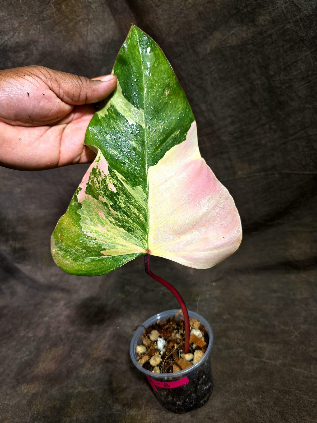 Rare Philodendron Strawberry Shake Variegated (Sep-2-8)