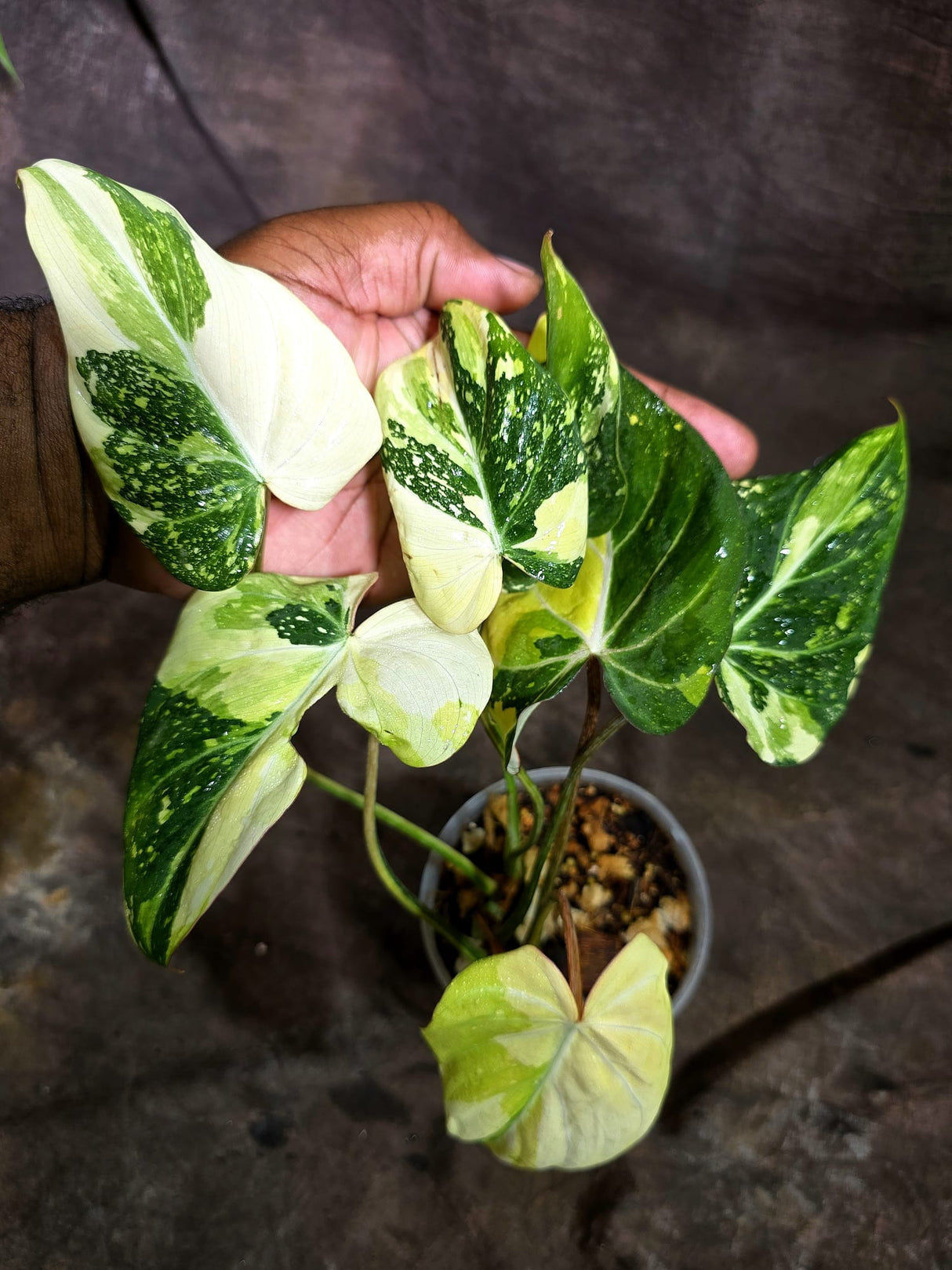 Philodendron Gloriosum Tricolor Variegated (Sep-2-7)