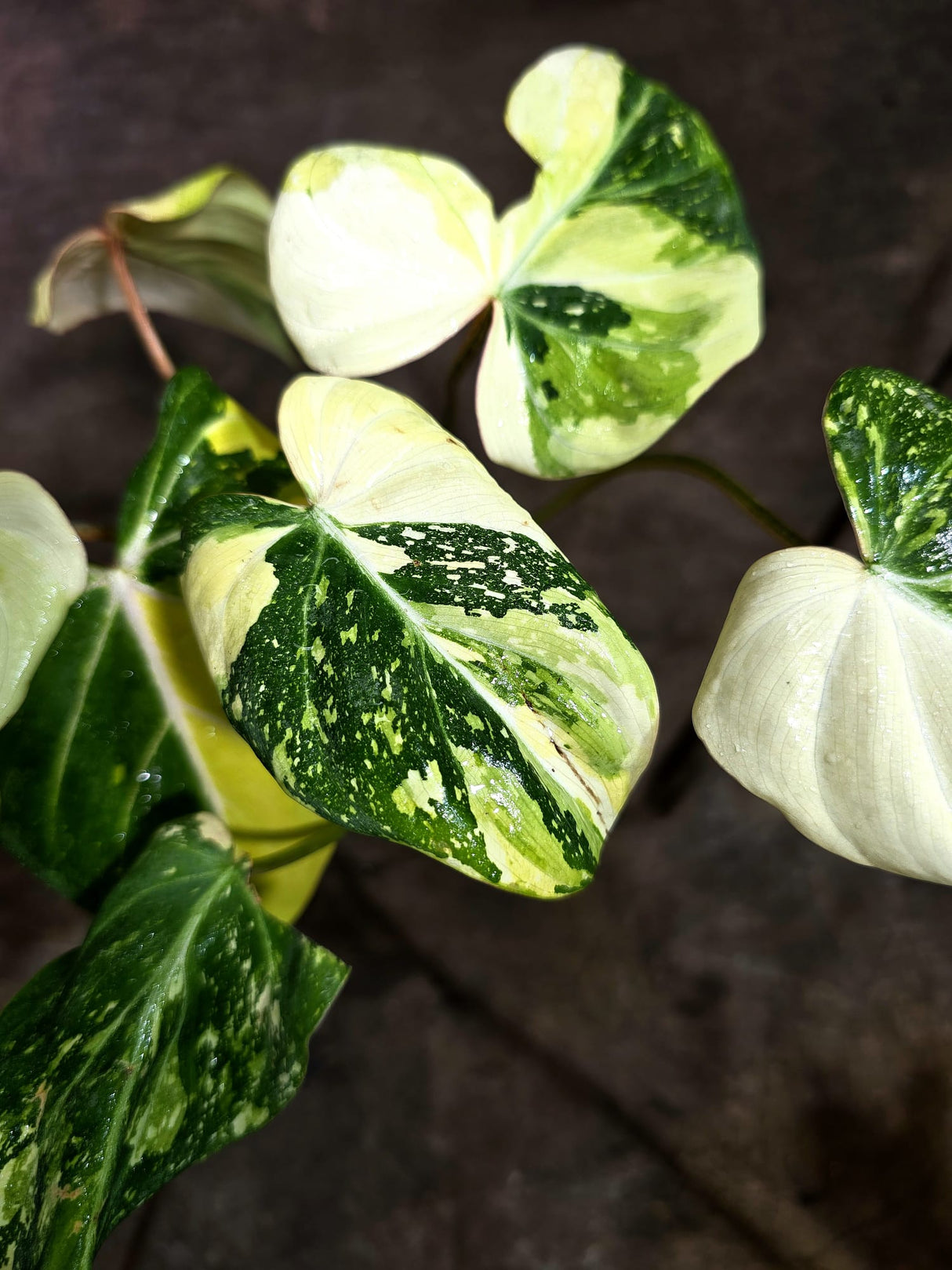Philodendron Gloriosum Tricolor Variegated (Sep-2-7)