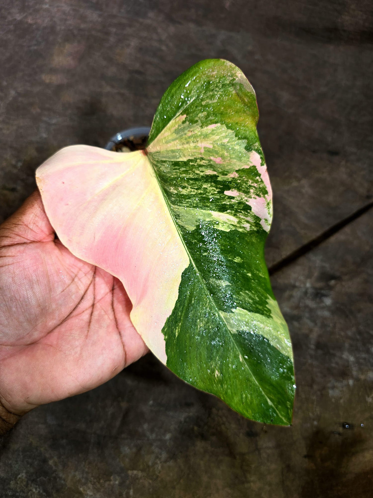 Rare Philodendron Strawberry Shake Variegated (Sep-2-8)