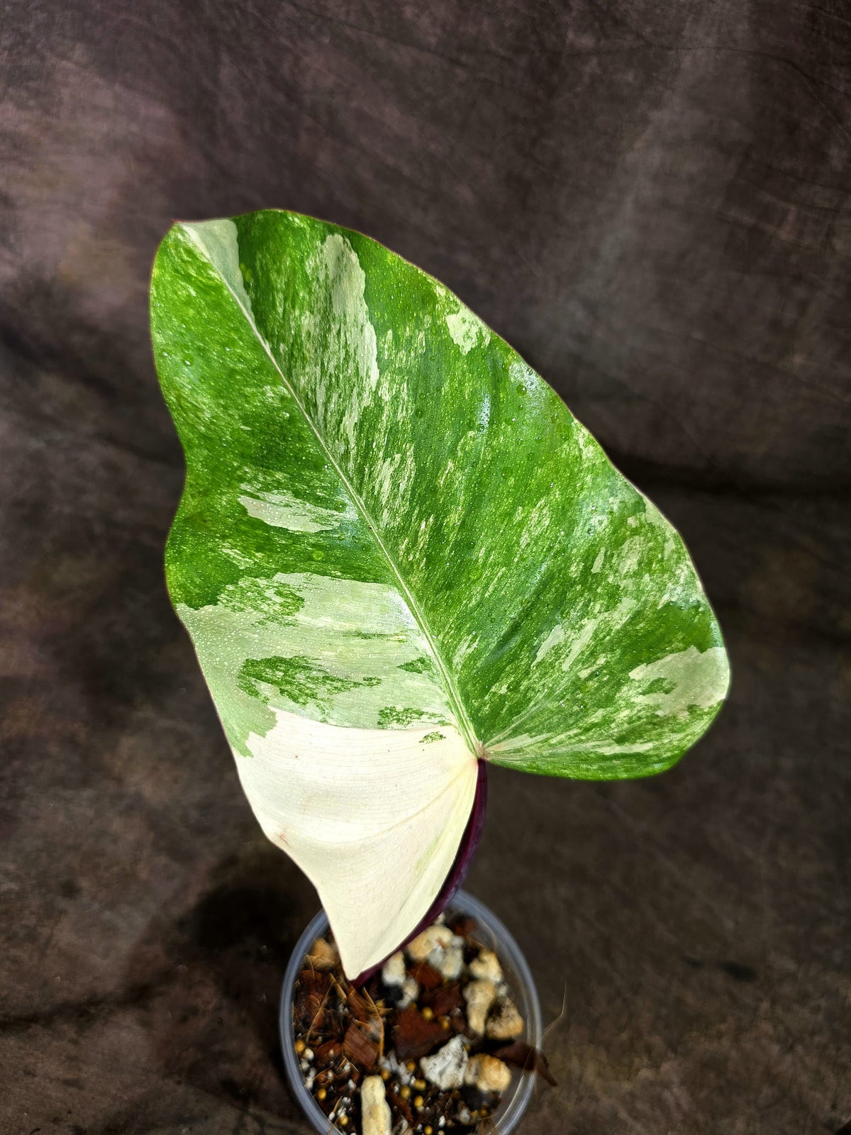 Rare Philodendron Strawberry Shake Variegated (Sep-2-9)