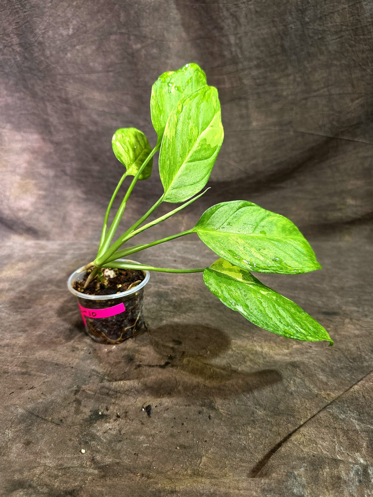 Obliqua Mayuna - Rare Tropical Collectors Plant (Sep-2-10)