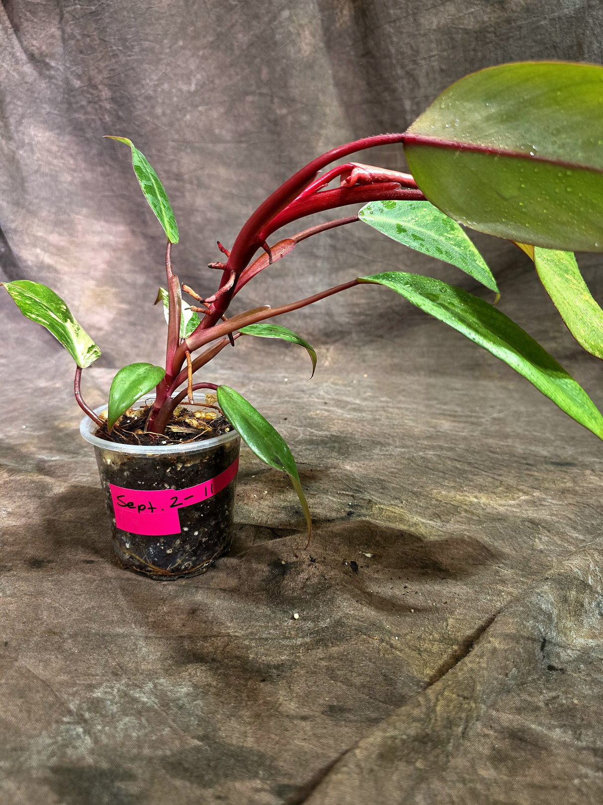 Rare Philodendron Strawberry Shake Variegated (Sep-2-11)
