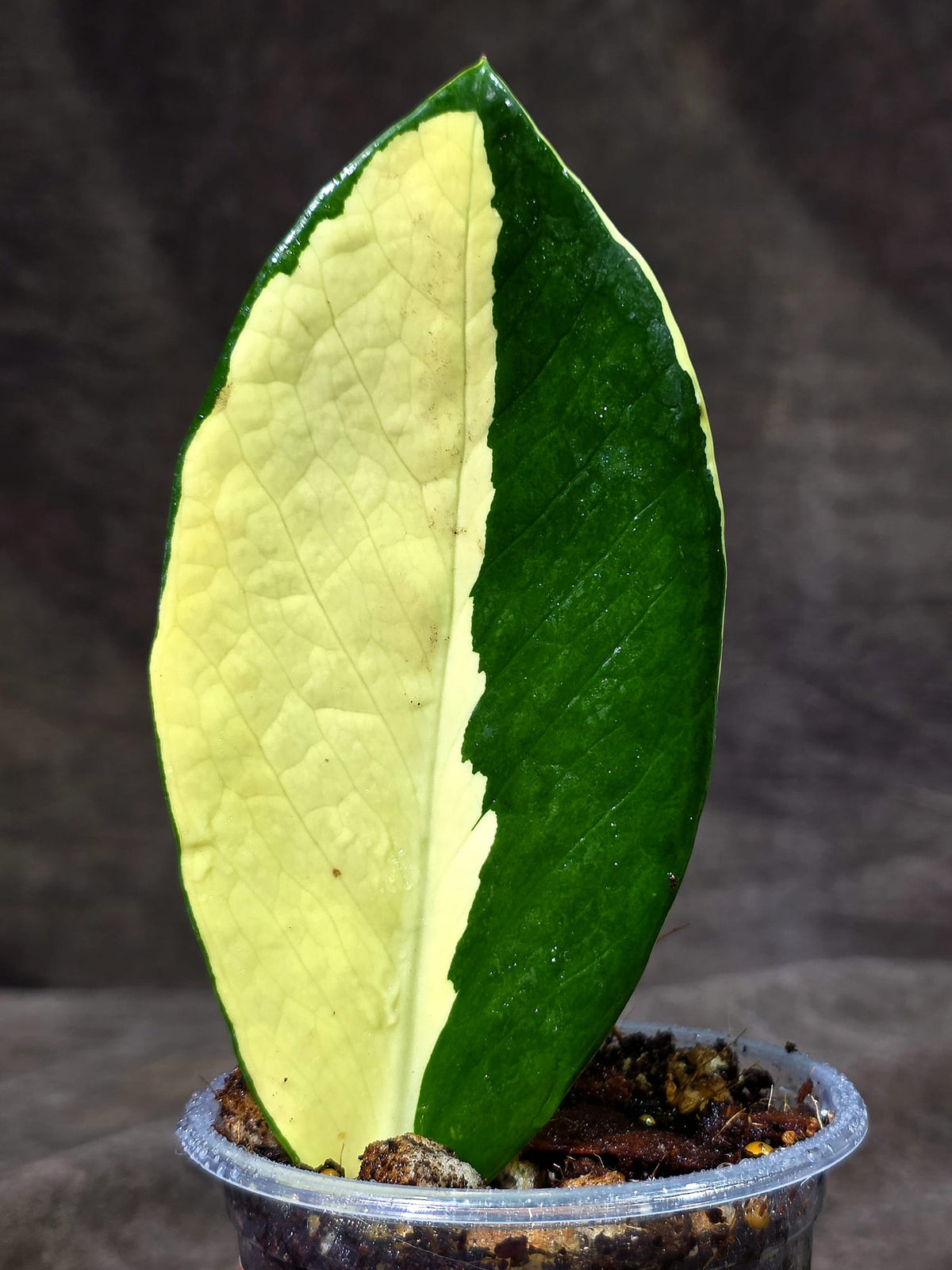 Variegated ZZ Gold Live Plant - Zamioculcas Zamiifolia (Sep-9-1)