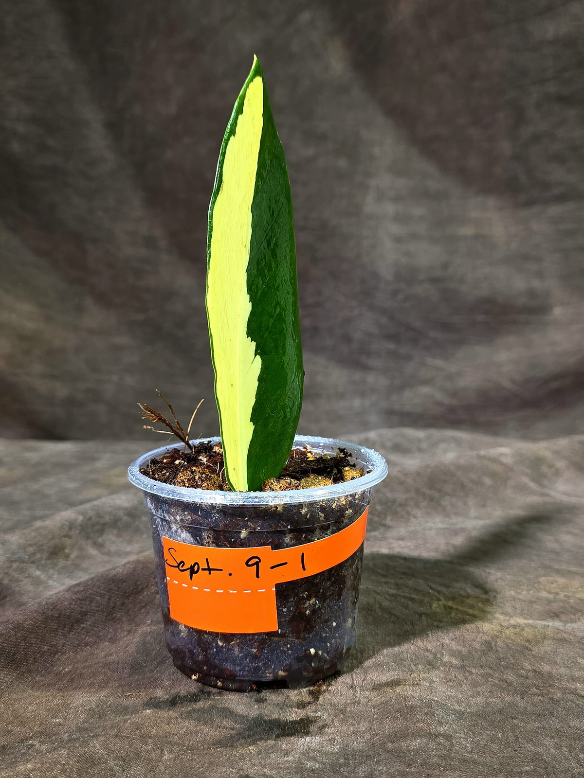 Variegated ZZ Gold Live Plant - Zamioculcas Zamiifolia (Sep-9-1)