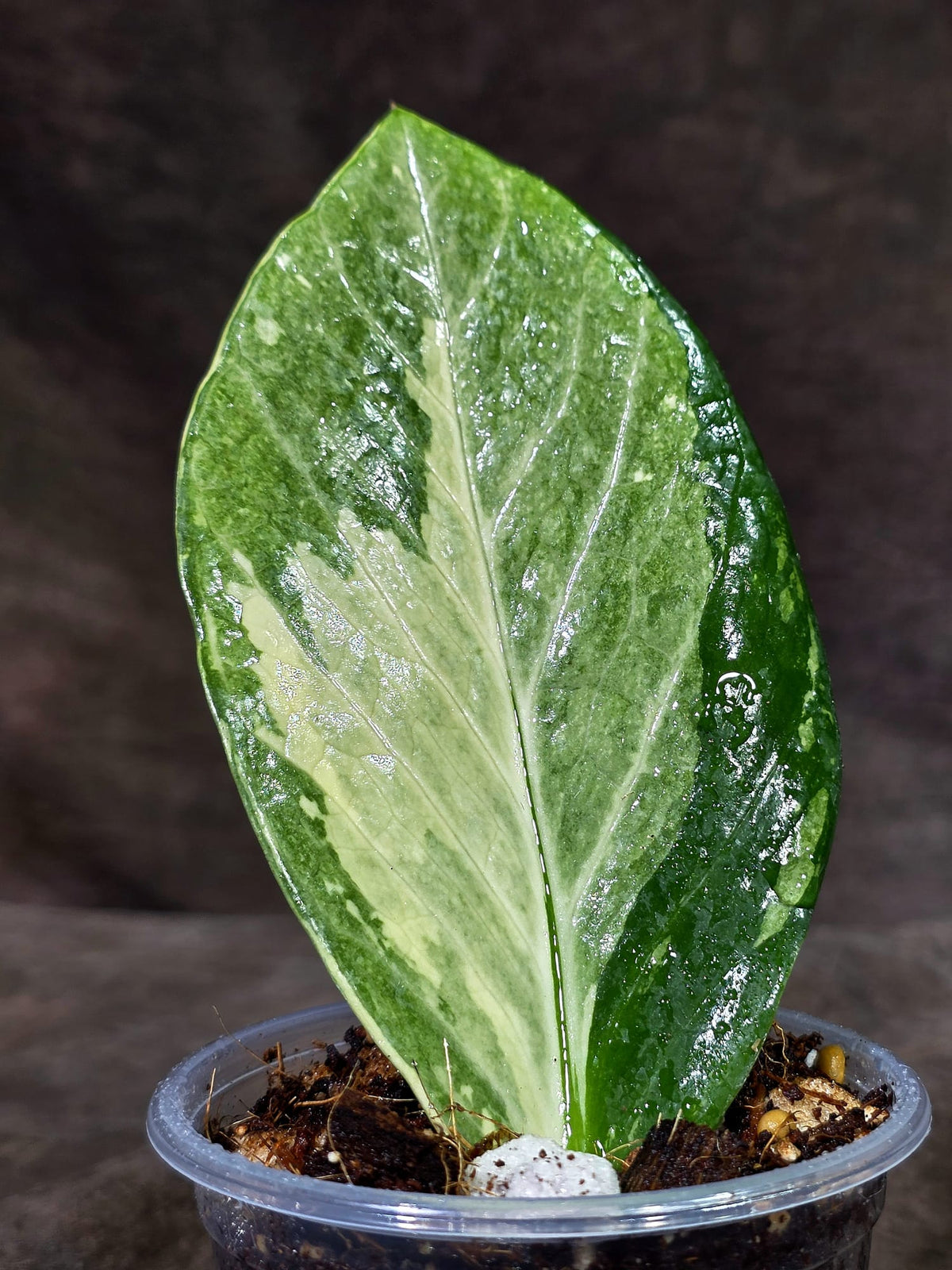 Variegated ZZ Gold Live Plant - Zamioculcas Zamiifolia (Sep-9-2)