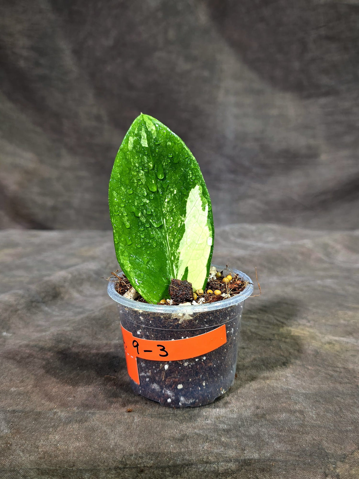 Variegated ZZ Gold Live Plant - Zamioculcas Zamiifolia (Sep-9-3)
