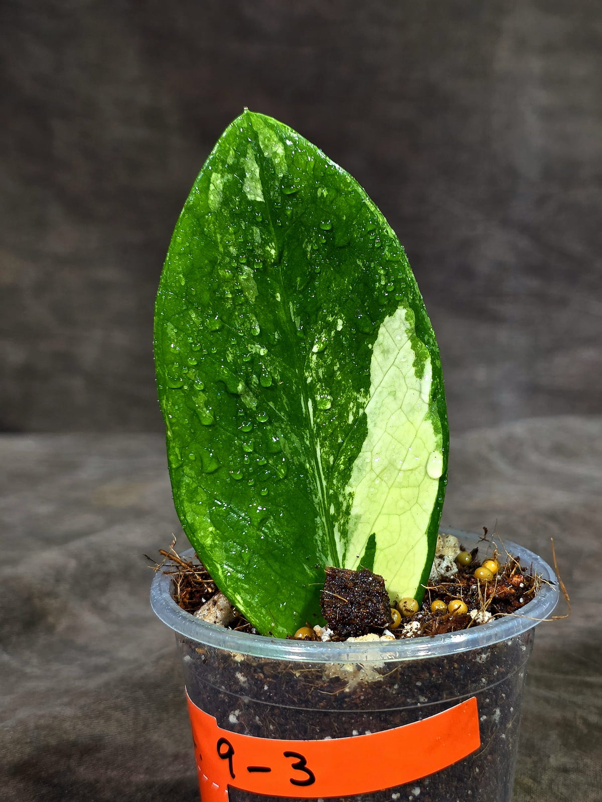 Variegated ZZ Gold Live Plant - Zamioculcas Zamiifolia (Sep-9-3)