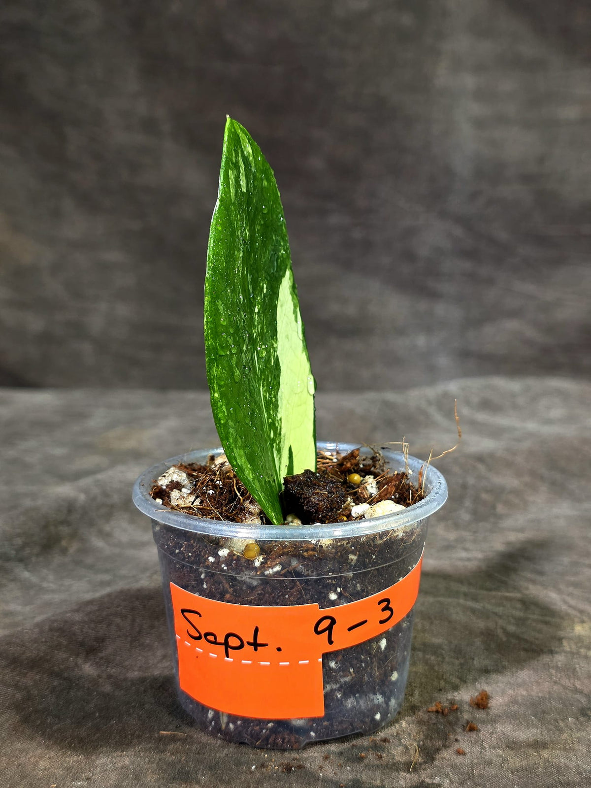 Variegated ZZ Gold Live Plant - Zamioculcas Zamiifolia (Sep-9-3)