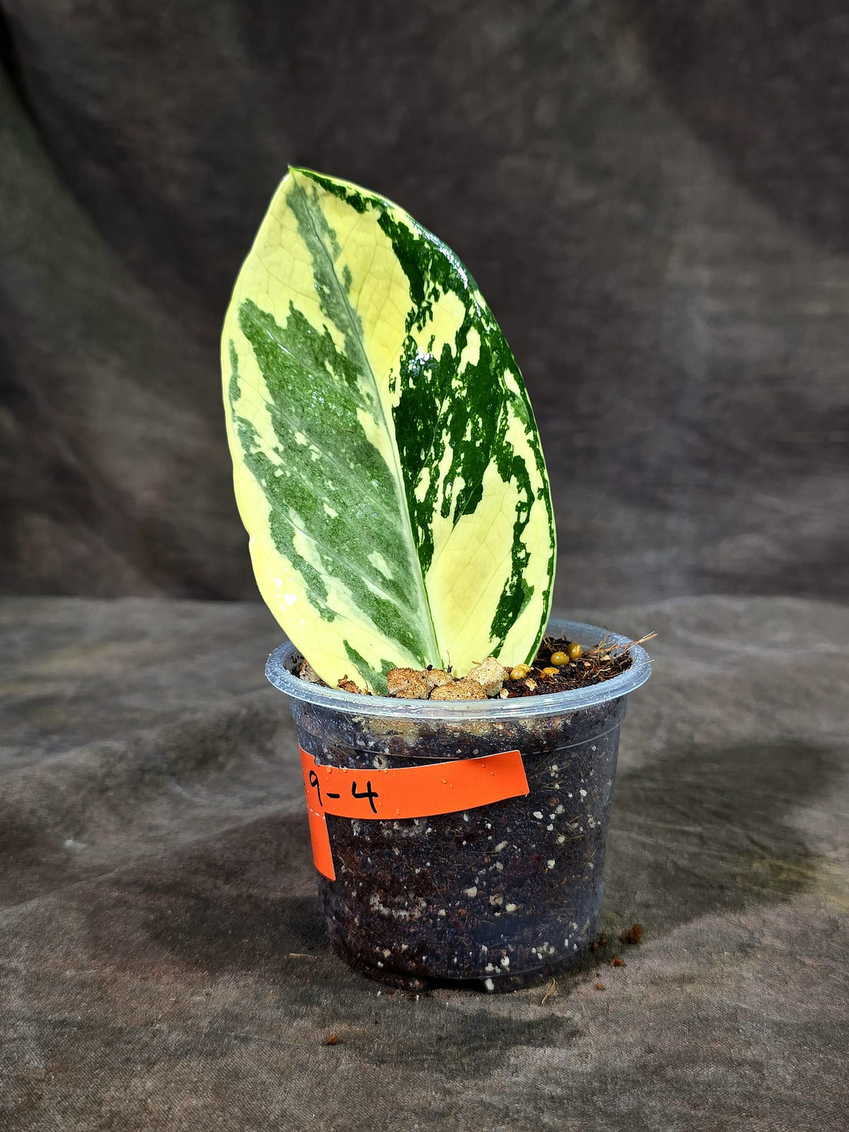 Variegated ZZ Gold Live Plant - Zamioculcas Zamiifolia (Sep-9-4)