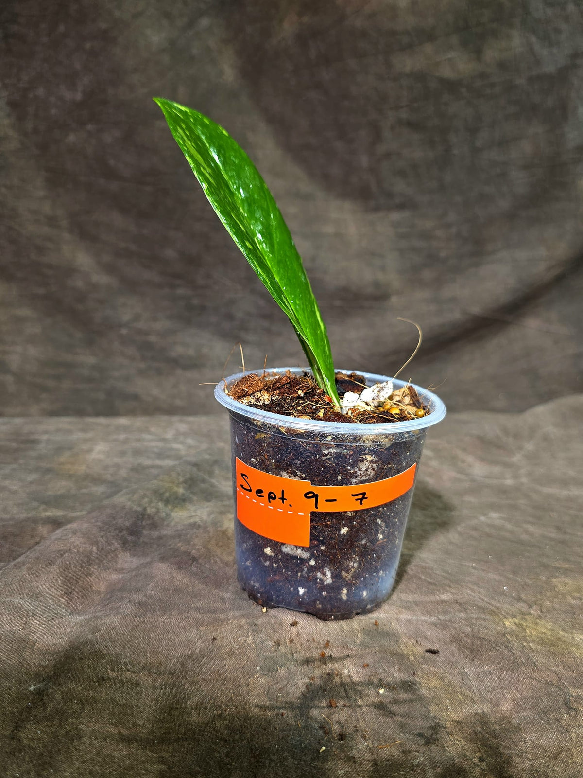 Variegated ZZ Gold Live Plant - Zamioculcas Zamiifolia (Sep-9-7)