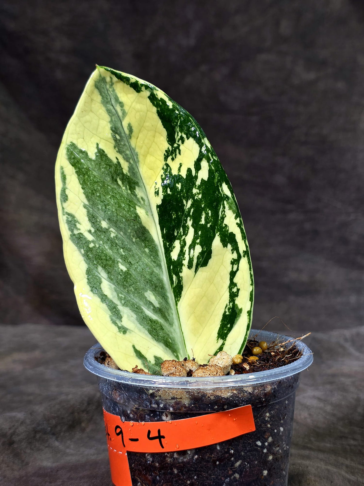 Variegated ZZ Gold Live Plant - Zamioculcas Zamiifolia (Sep-9-4)