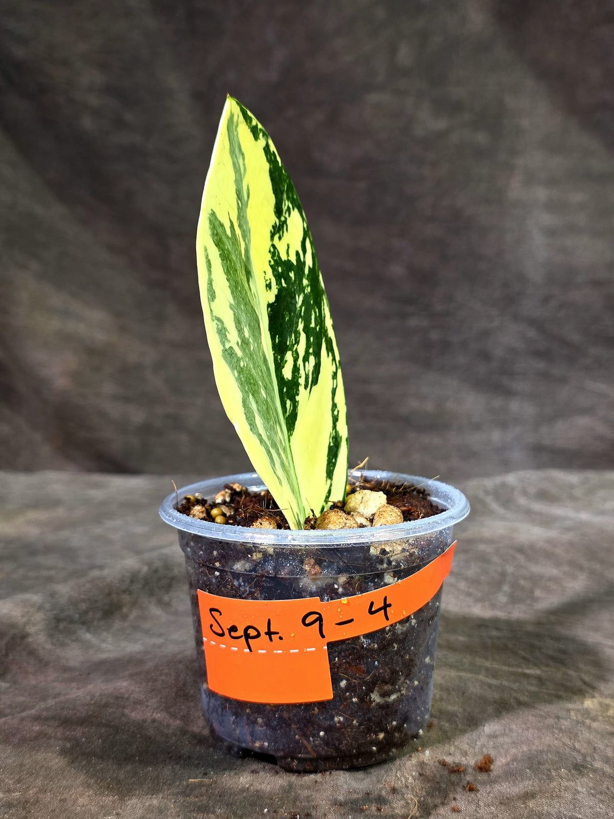 Variegated ZZ Gold Live Plant - Zamioculcas Zamiifolia (Sep-9-4)