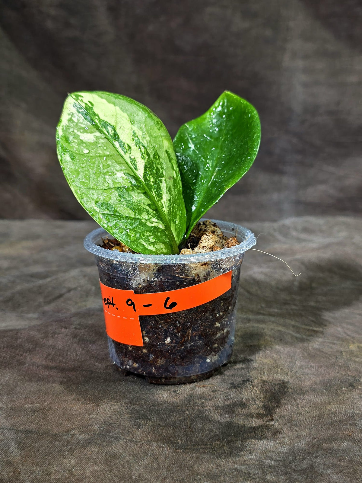 Variegated ZZ Gold Live Plant - Zamioculcas Zamiifolia (Sep-9-6)