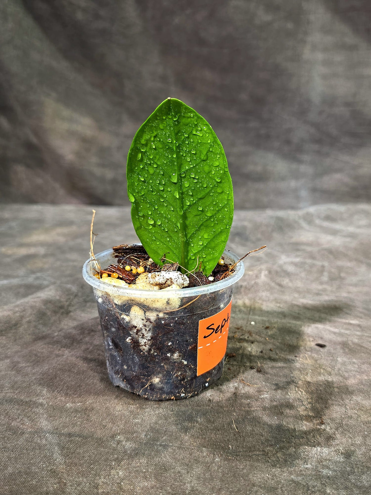 Variegated ZZ Gold Live Plant - Zamioculcas Zamiifolia (Sep-9-9)