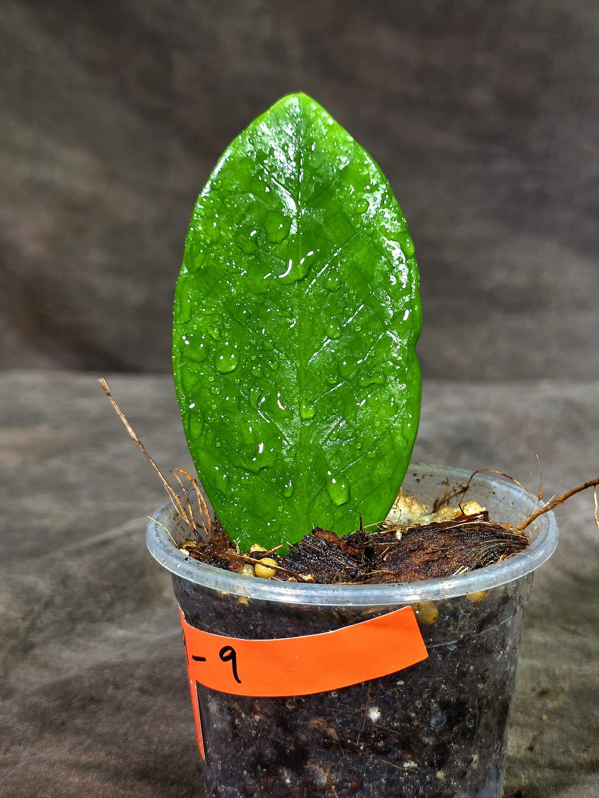 Variegated ZZ Gold Live Plant - Zamioculcas Zamiifolia (Sep-9-9)