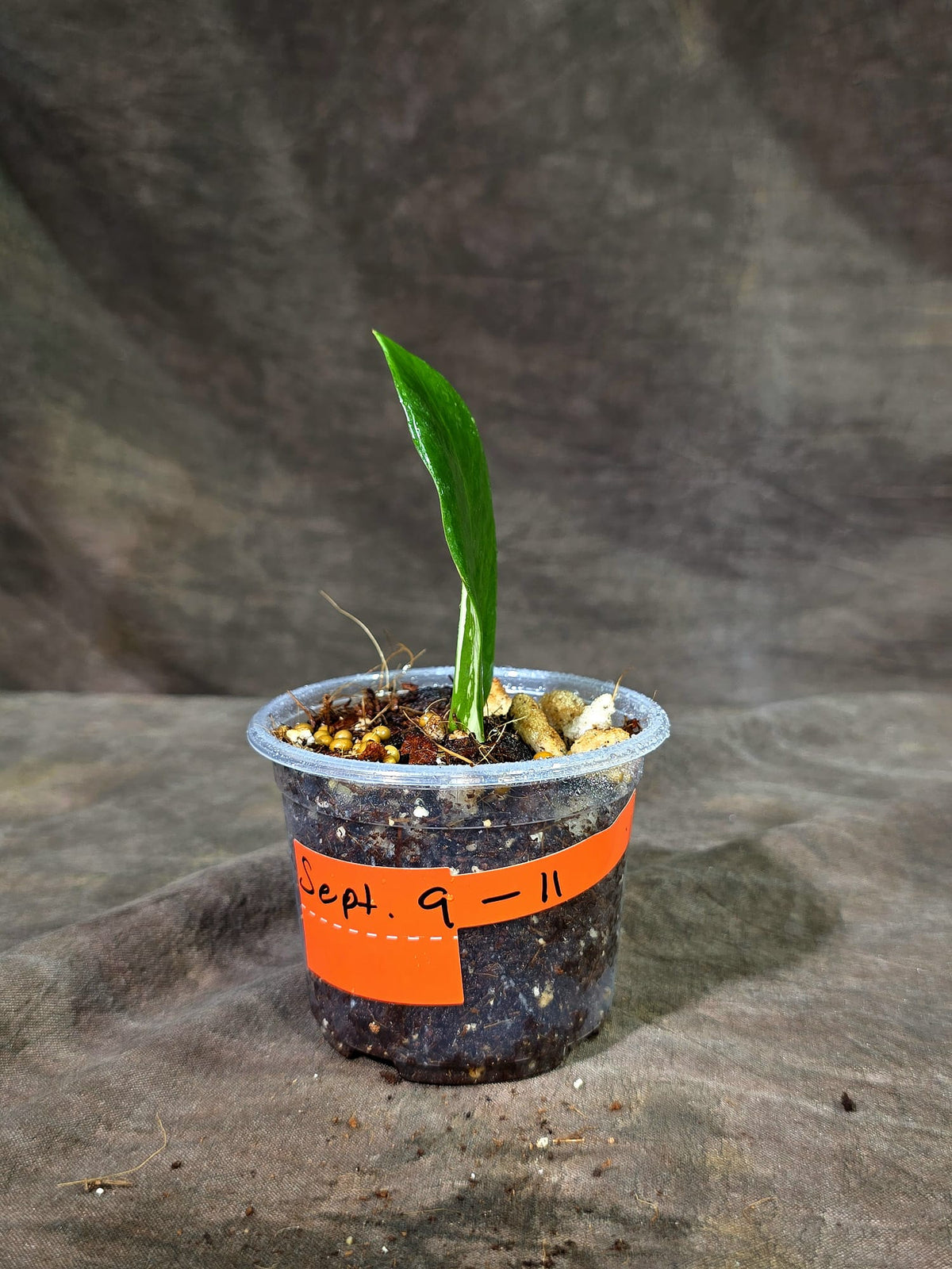 Variegated ZZ Gold Live Plant - EXACT Zamioculcas Zamiifolia (Sep-9-11)