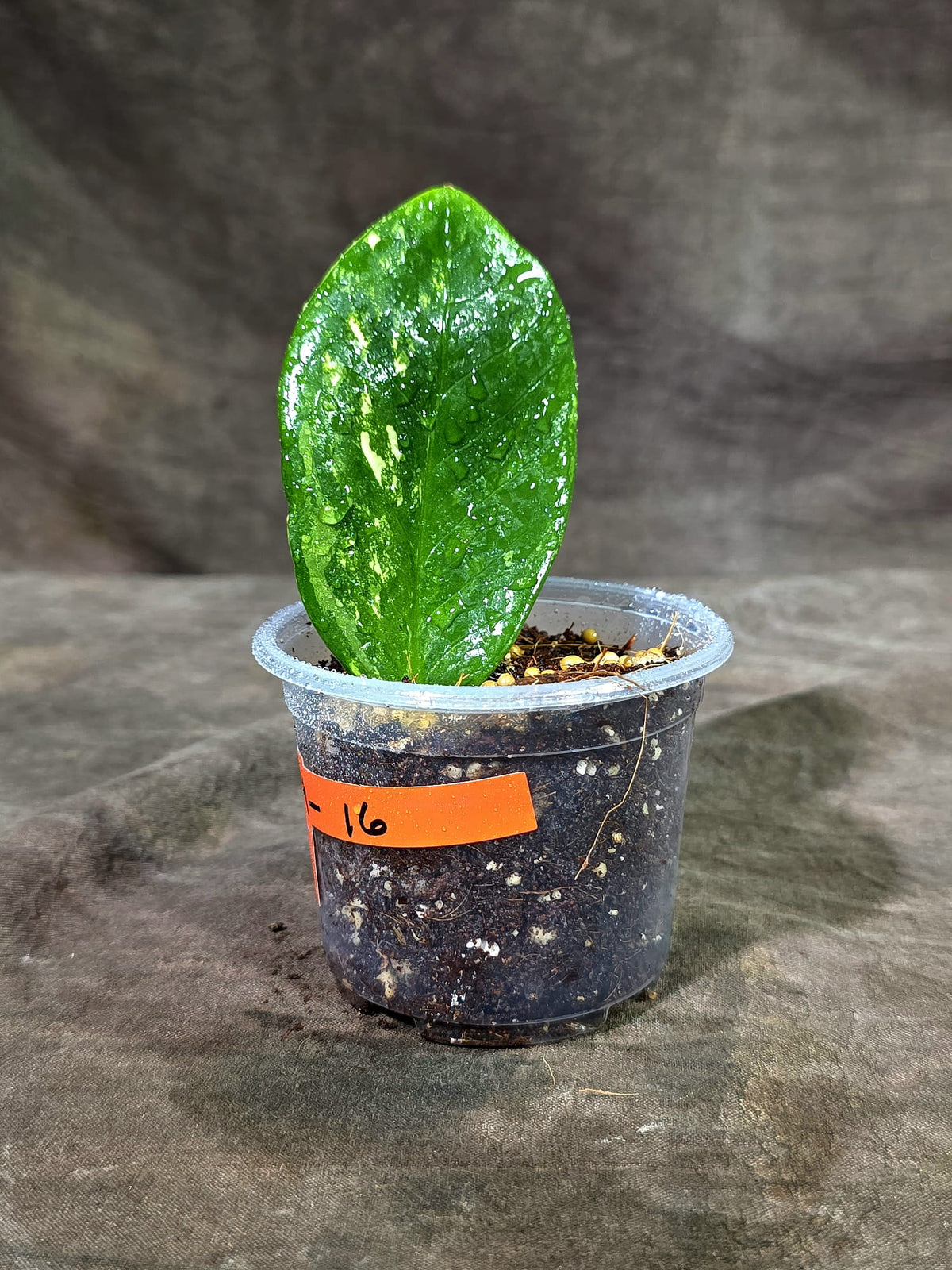 Variegated ZZ Gold Live Plant - EXACT Zamioculcas Zamiifolia (Sep-9-16)