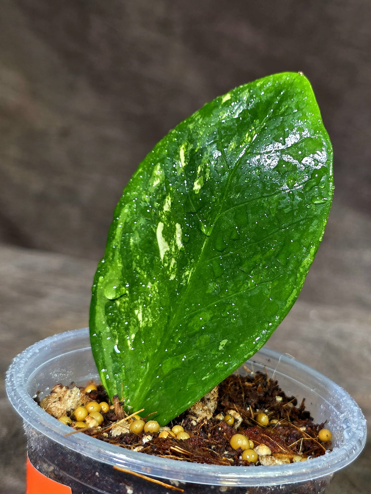 Variegated ZZ Gold Live Plant - EXACT Zamioculcas Zamiifolia (Sep-9-16)