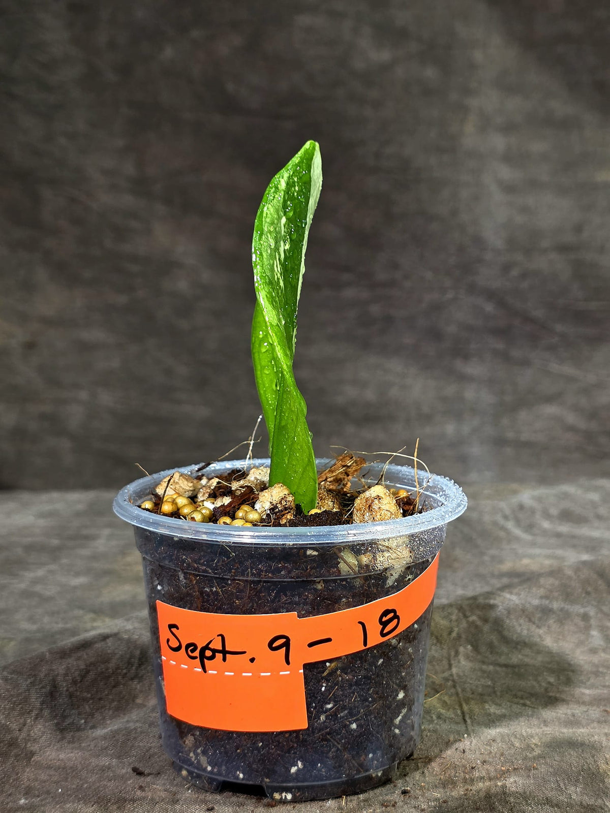Variegated ZZ Gold Live Plant - EXACT Zamioculcas Zamiifolia (Sep-9-18)