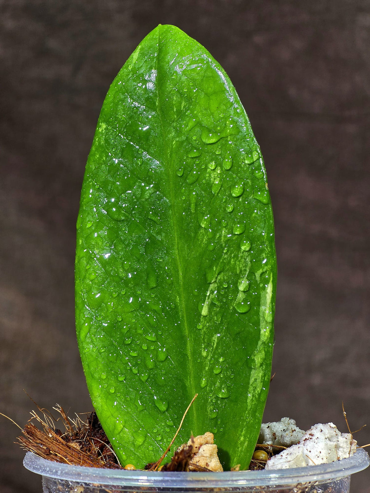 Variegated ZZ Gold Live Plant - EXACT Zamioculcas Zamiifolia (Sep-9-19)