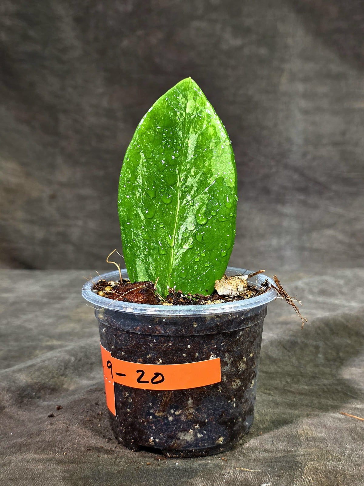 Variegated ZZ Gold Live Plant - EXACT Zamioculcas Zamiifolia (Sep-9-20)