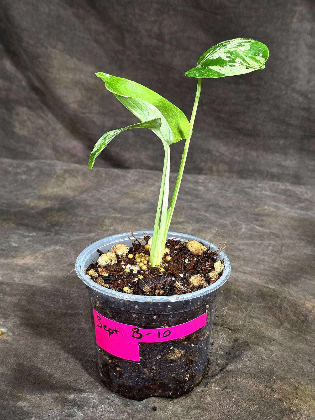 Monstera “Bulbasaur” Variegated - Exact Plant - (Sep-8-10)