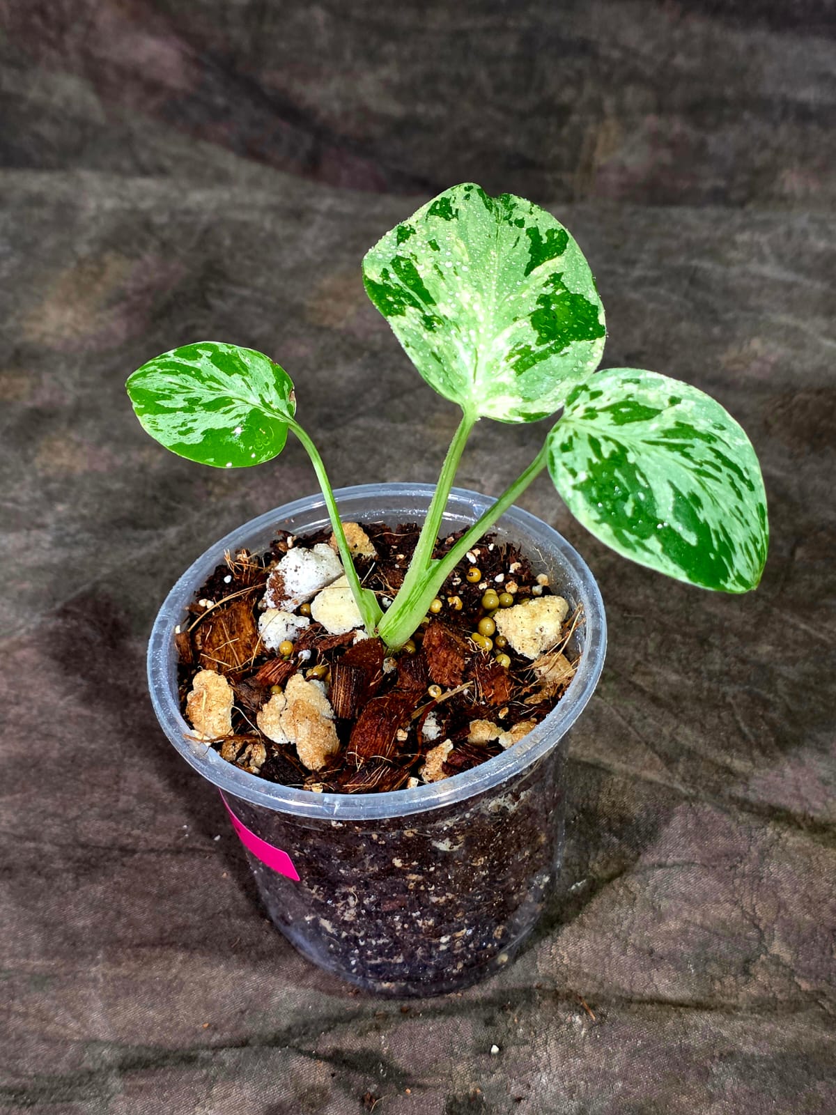 Monstera Bulbasaur Variegated - Mint Green Exact Plant - (Sep-8-15)