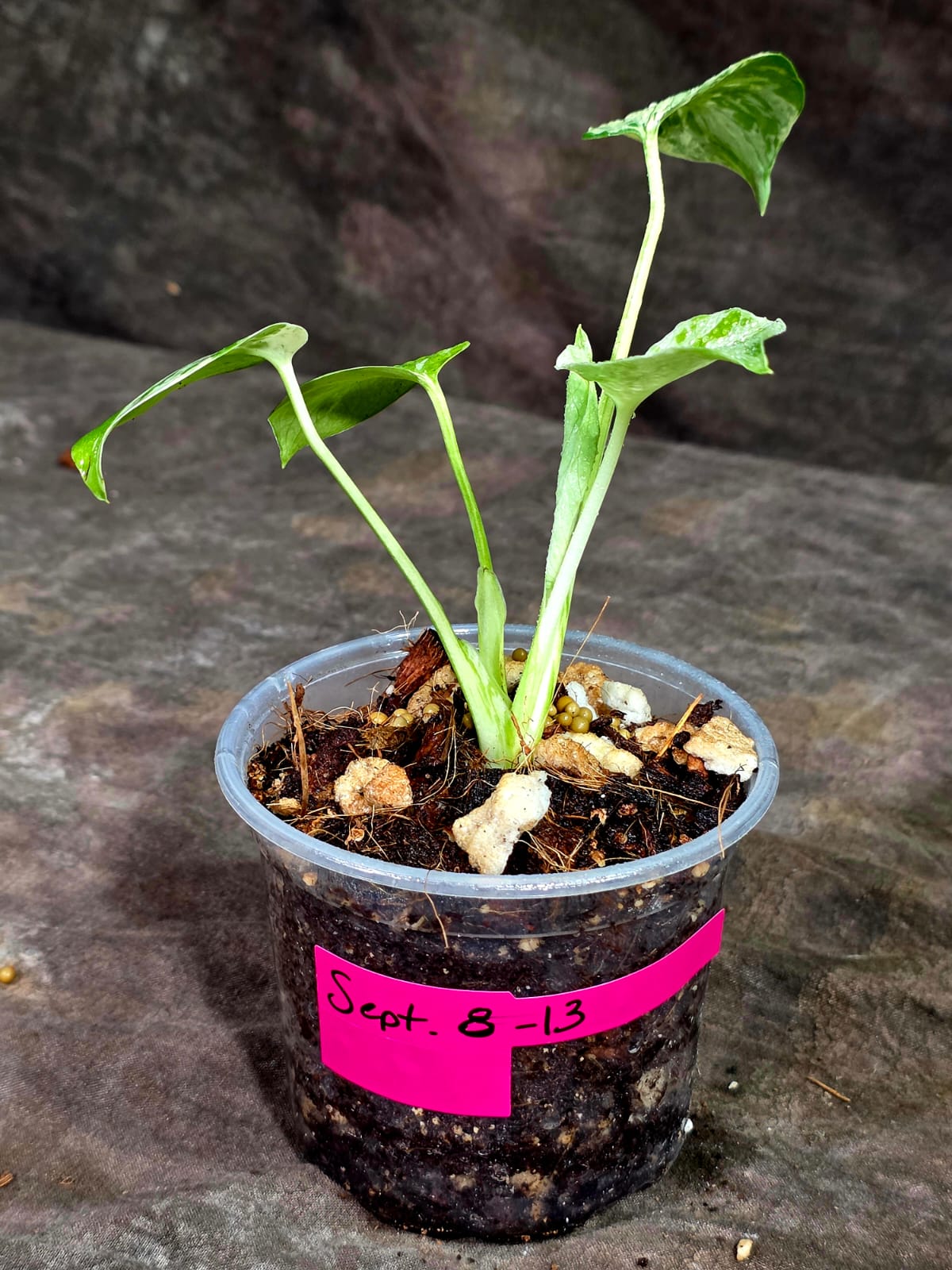 Monstera Bulbasaur Variegated - Mint Green Exact Plant - (Sep-8-13)