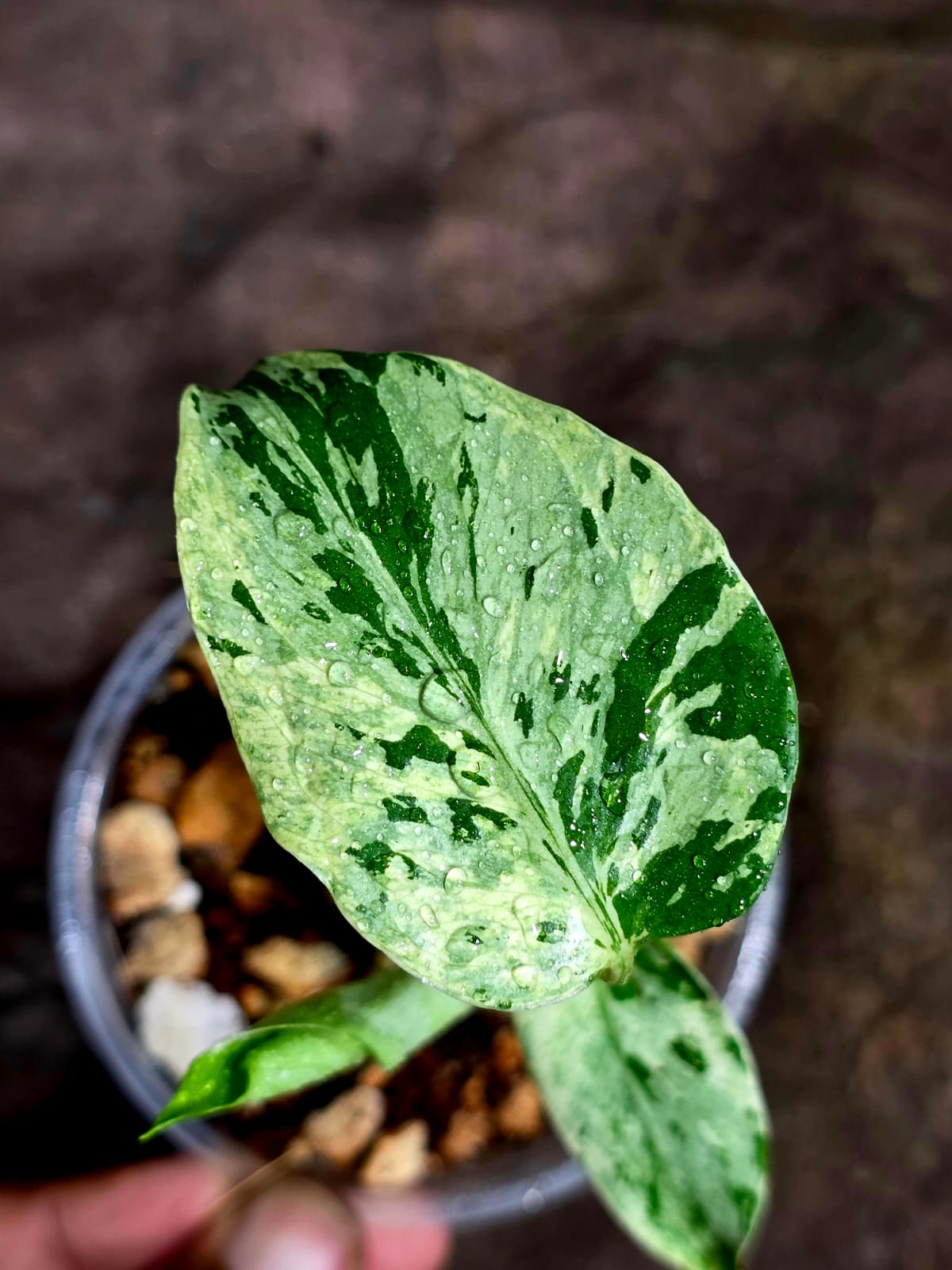 Monstera Bulbasaur Variegated - Mint Green Exact Plant - (Sep-8-16)
