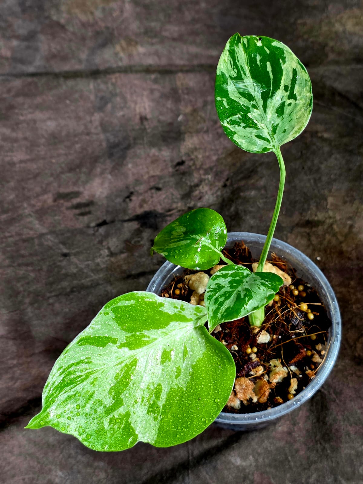 Monstera Bulbasaur Variegated - Mint Green Exact Plant - (Sep-8-20)