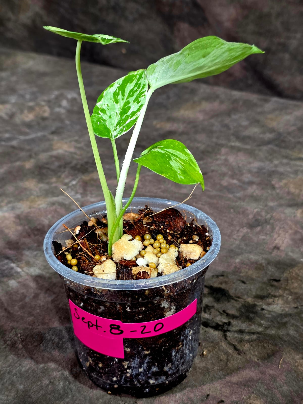 Monstera Bulbasaur Variegated - Mint Green Exact Plant - (Sep-8-20)